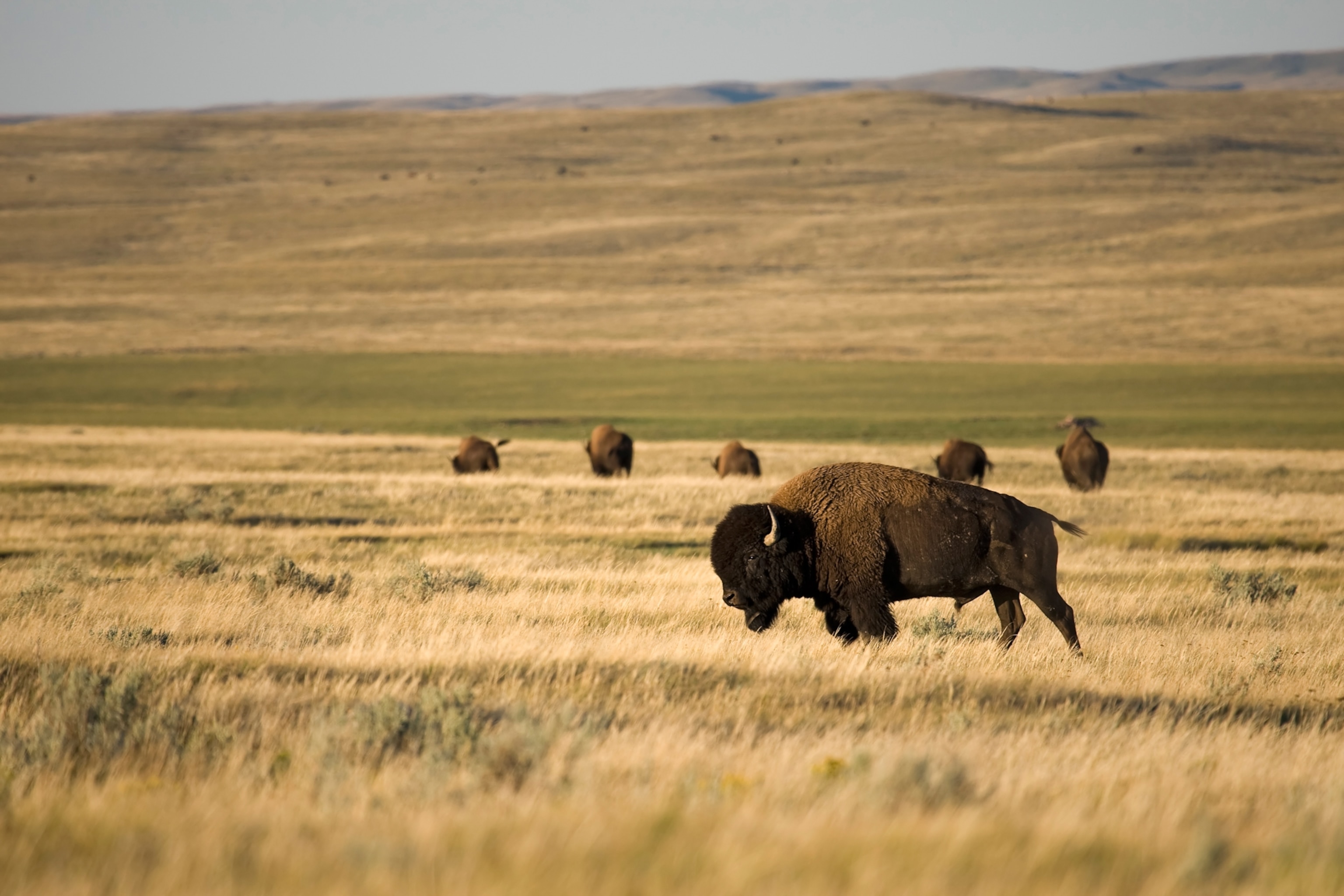 Free roaming herd of plains bison in Grasslands National Park, Saskatchewan.