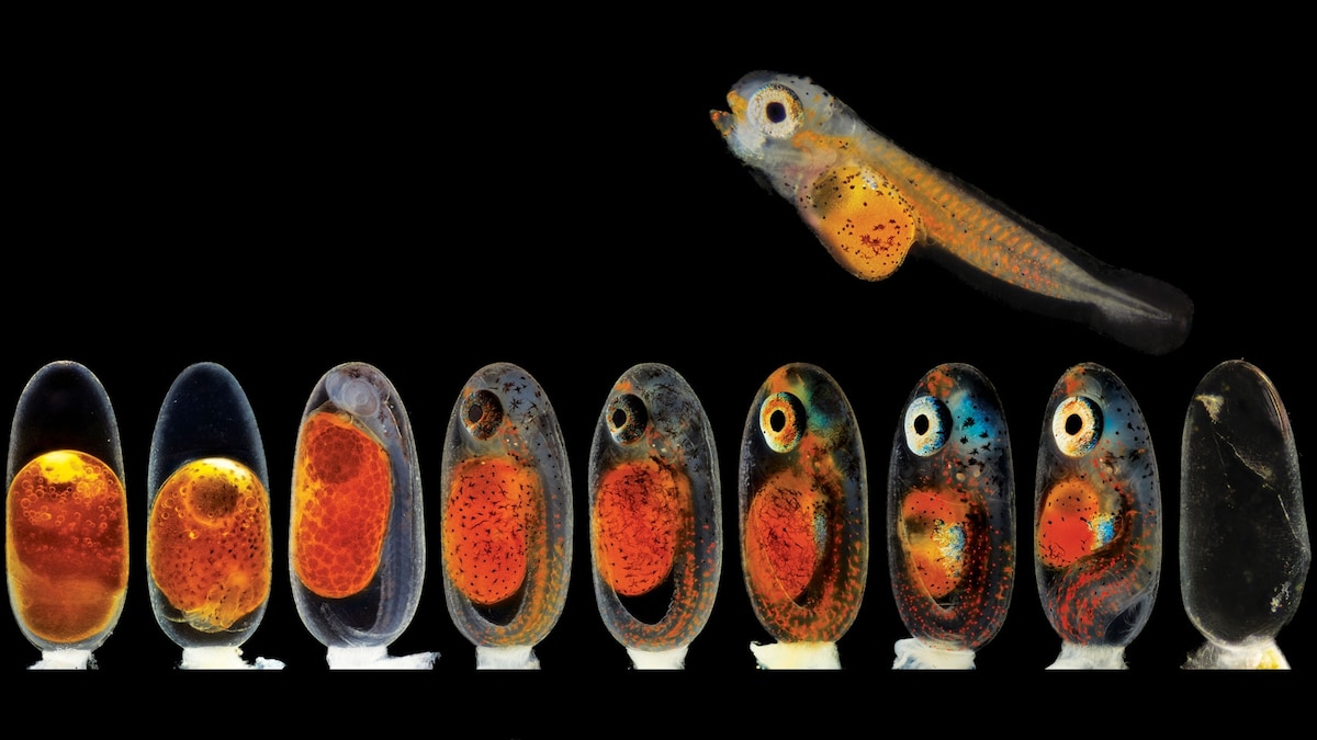Revel in the tiny marvels seen through a microscope | National Geographic