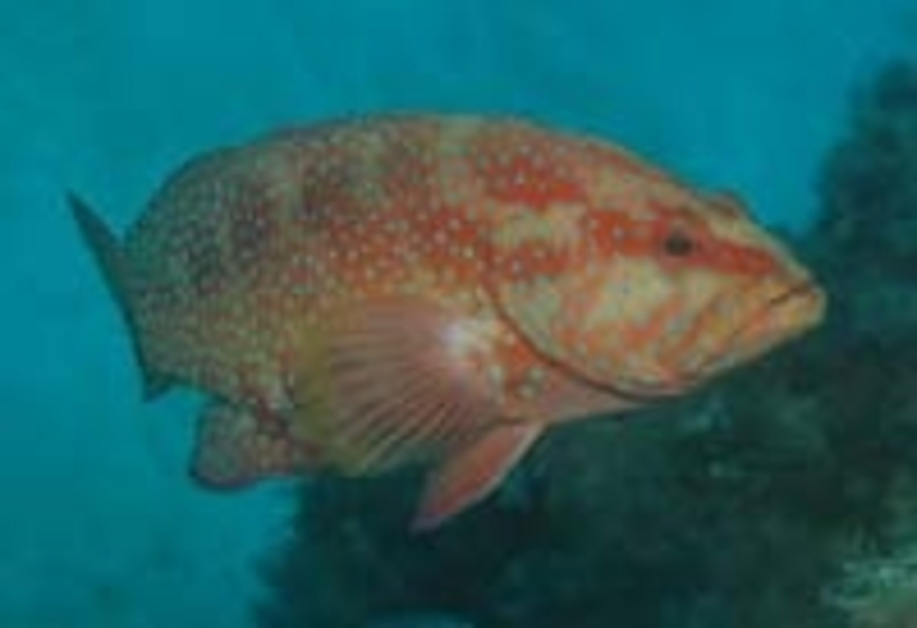 Coral-trout.jpg