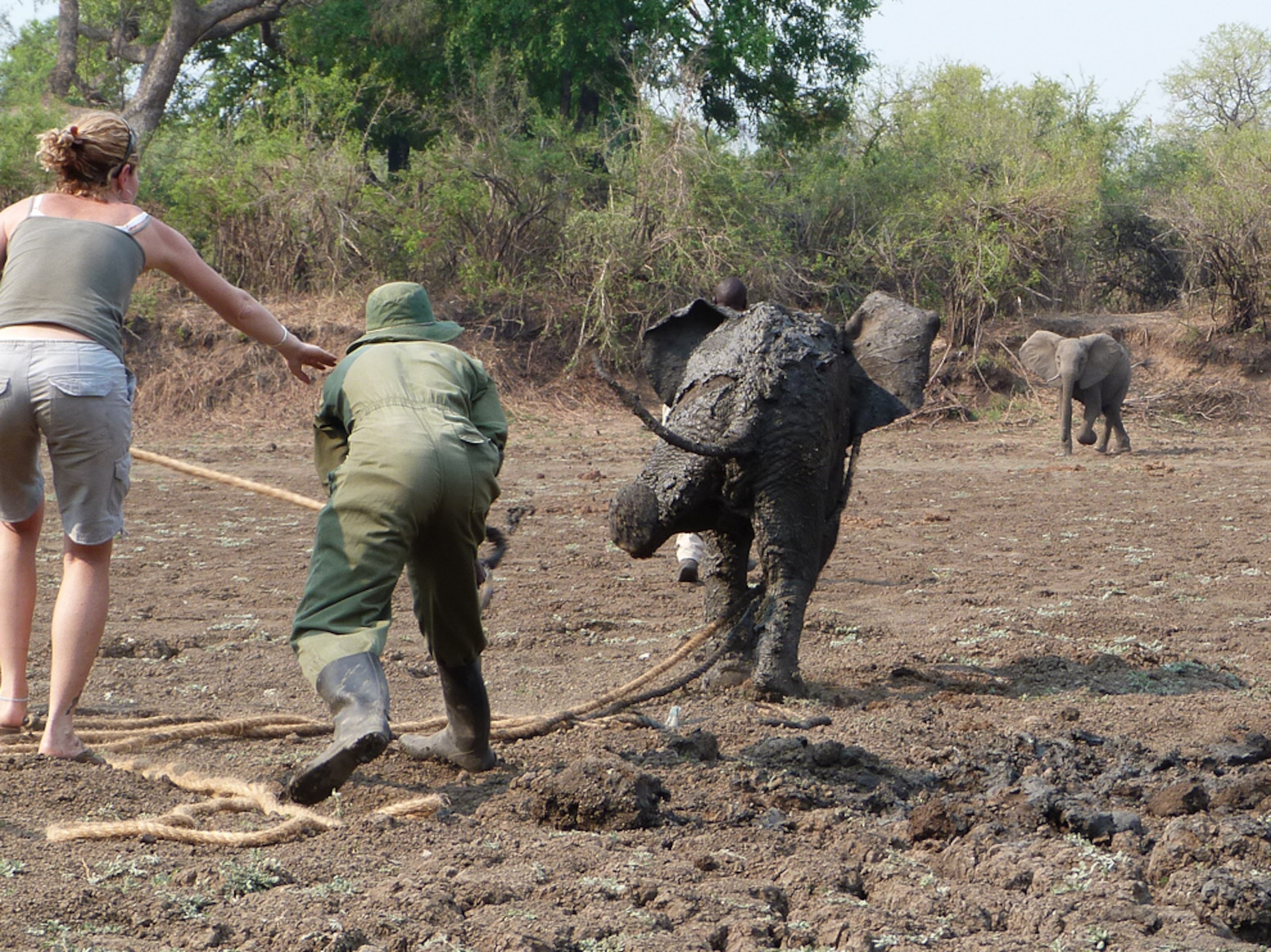 Elephant picture: baby runs back to herd
