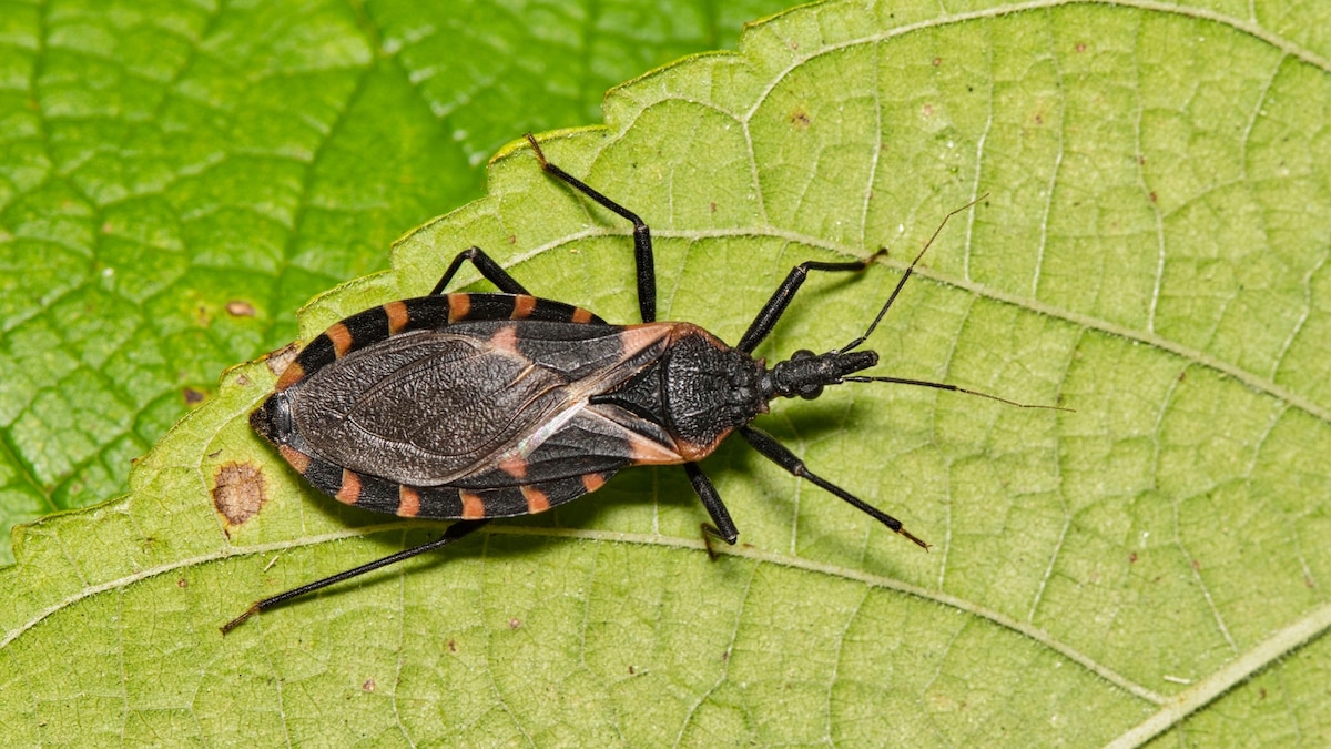 What is Chagas, the ‘kissing bug’ disease spreading in the U.S.?