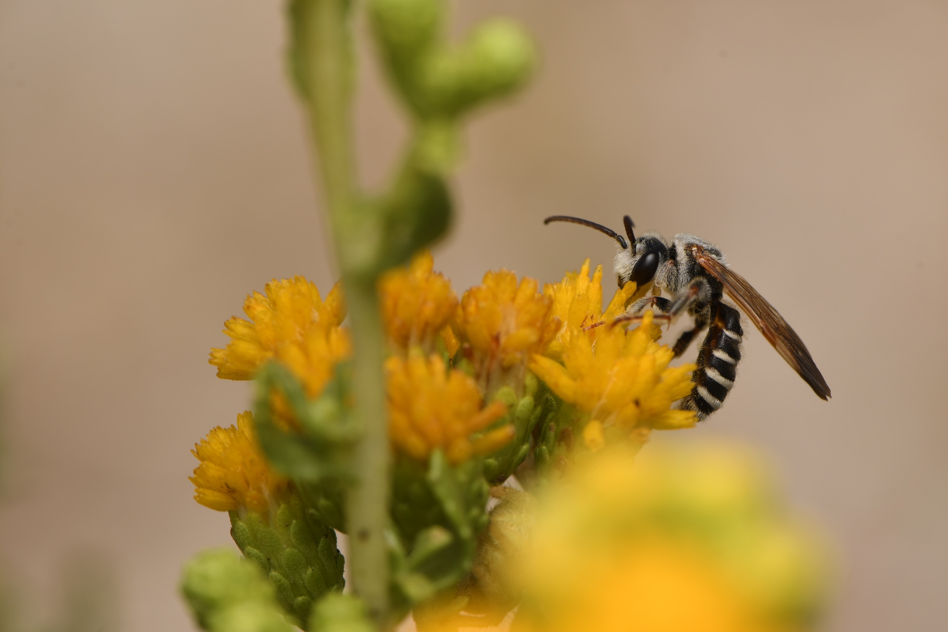A bee resting on a yellow flower