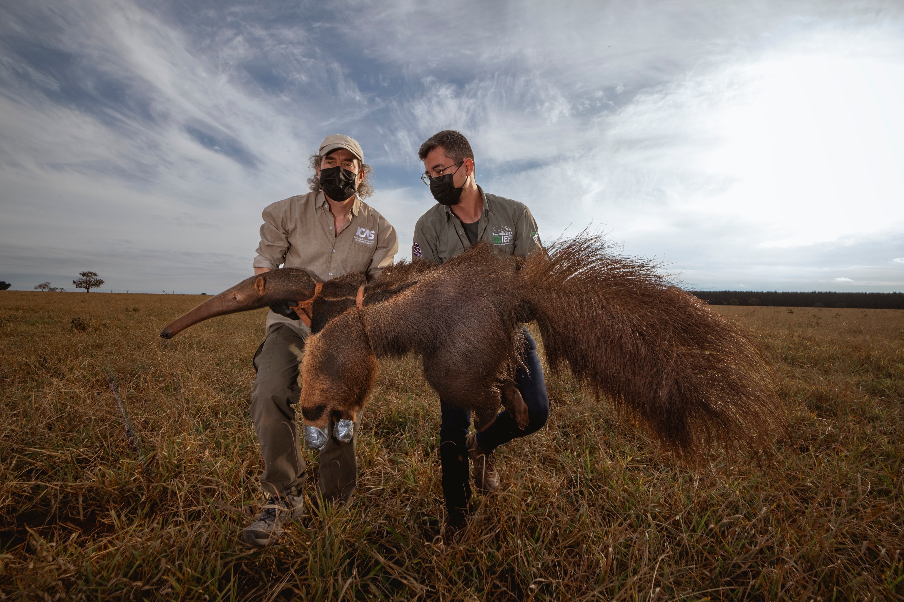 Two men walk through a brown, grassy field holding a giant anteater. One man holds the anteater by the neck and front body while the other holds it at the tail end of its body. The anteaters nose and tail extend far past both of the men.