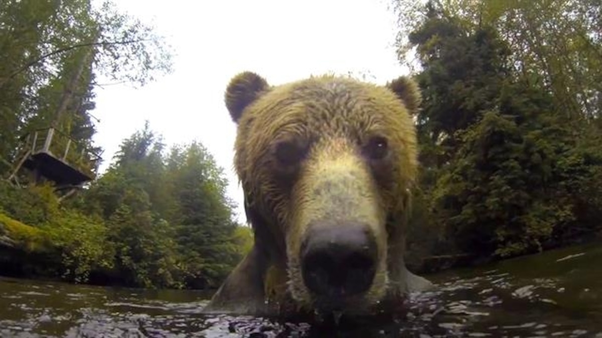 GoPro Video Shows Grizzly Bear Playing in River in British Columbia