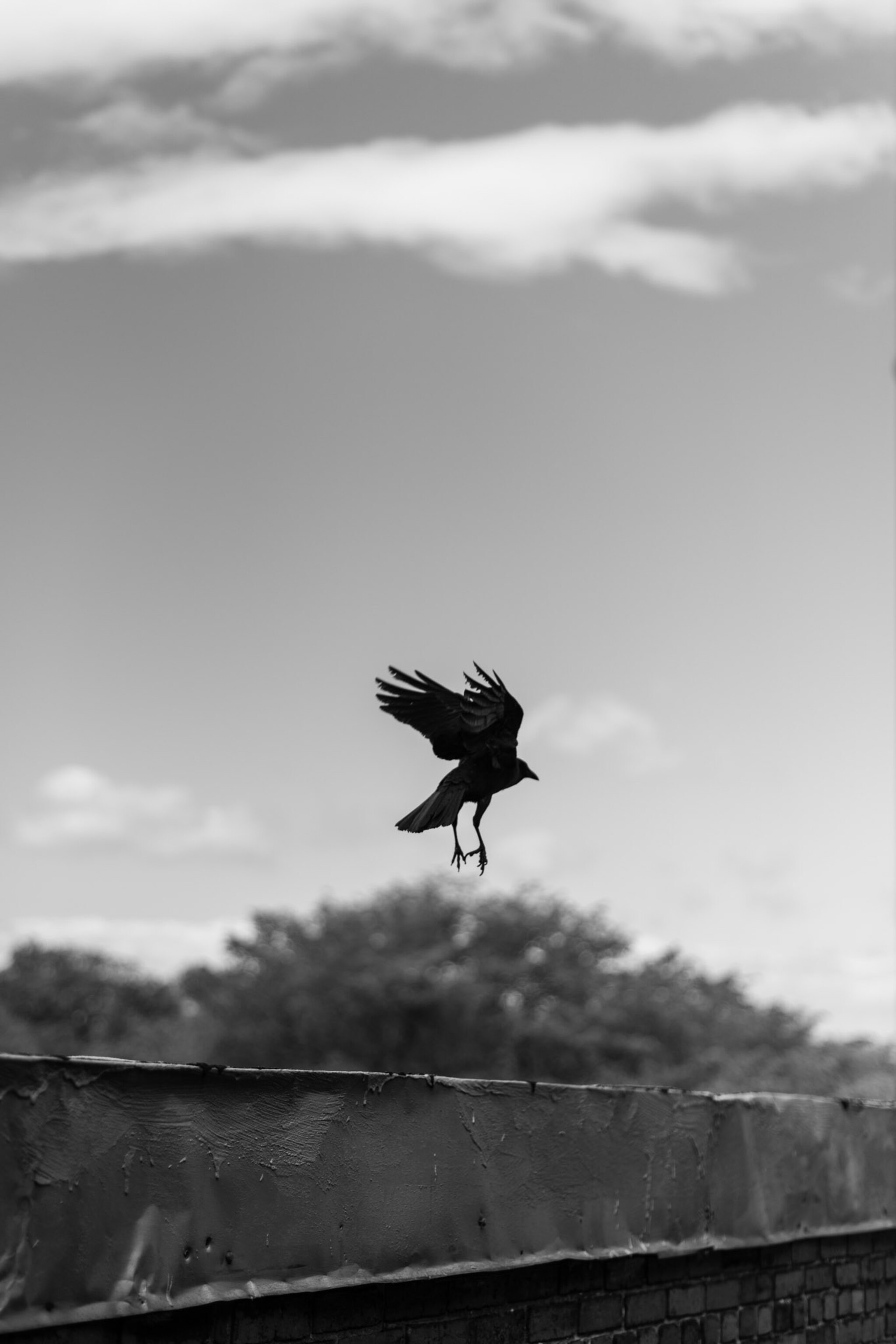 a crow flying