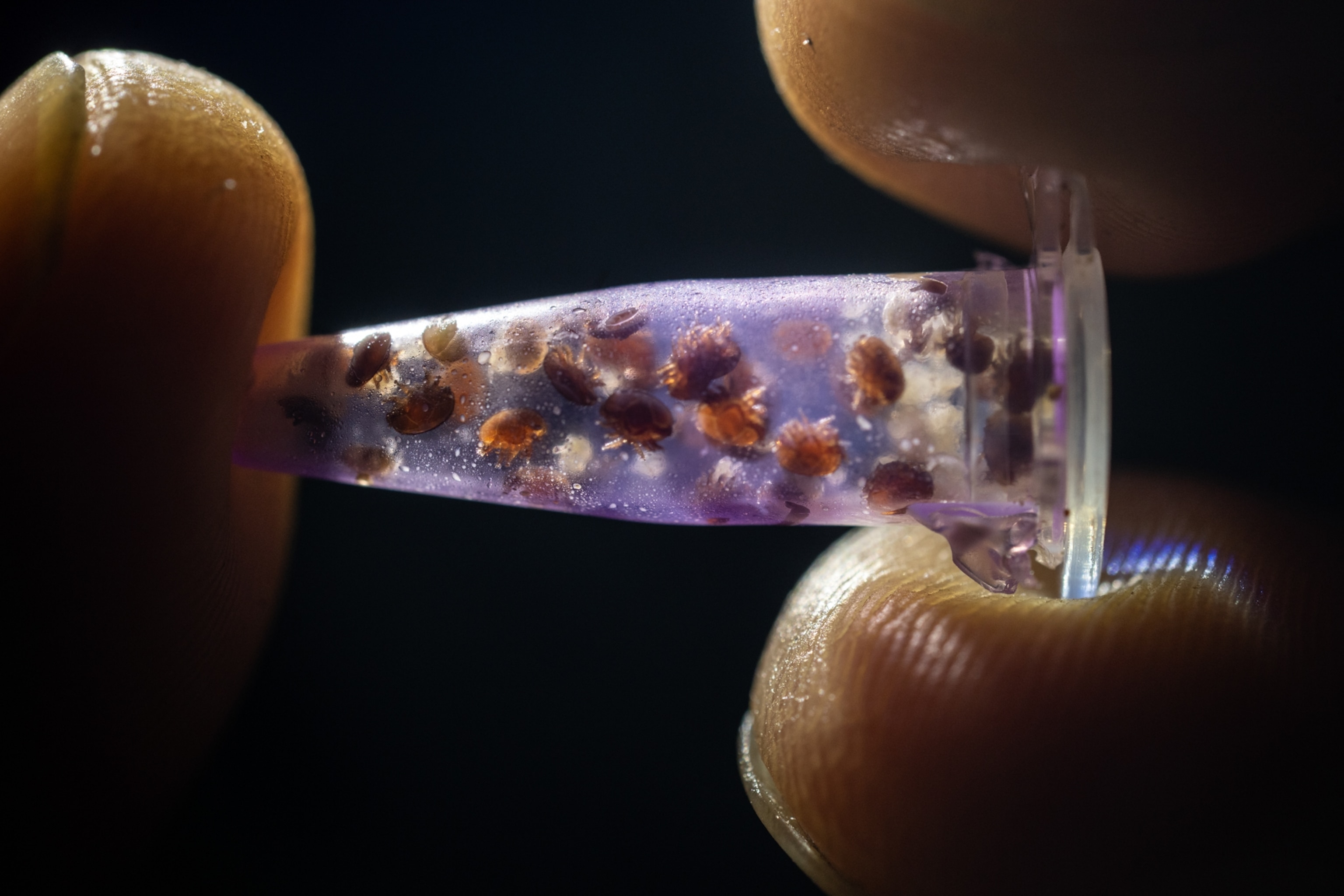 A sample tube, containing Tropi mites and Varroa mites that were found in a bee colony, Palawan, Philippines.