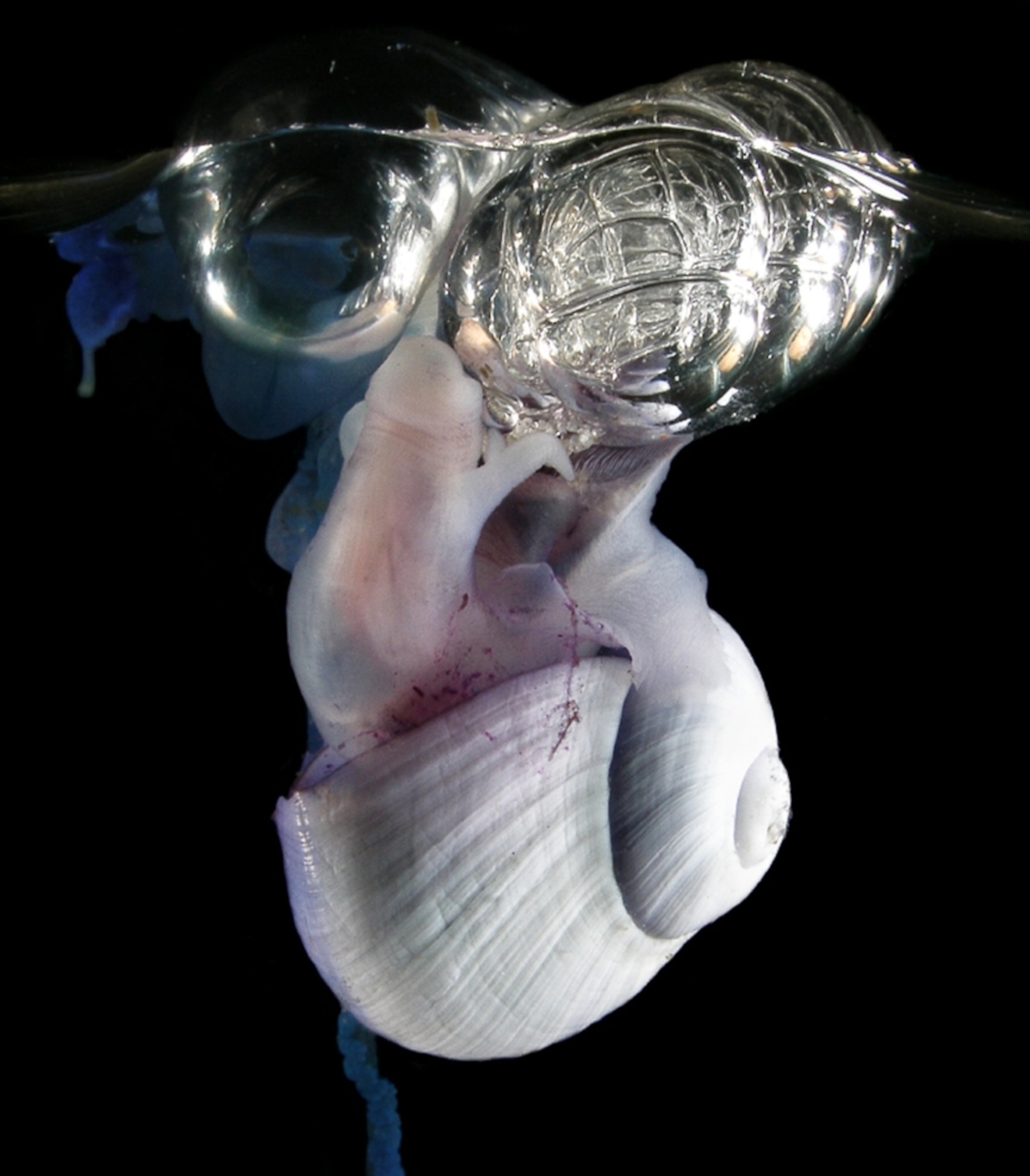 Snail picture: bubble-rafting snail eating a jellyfish