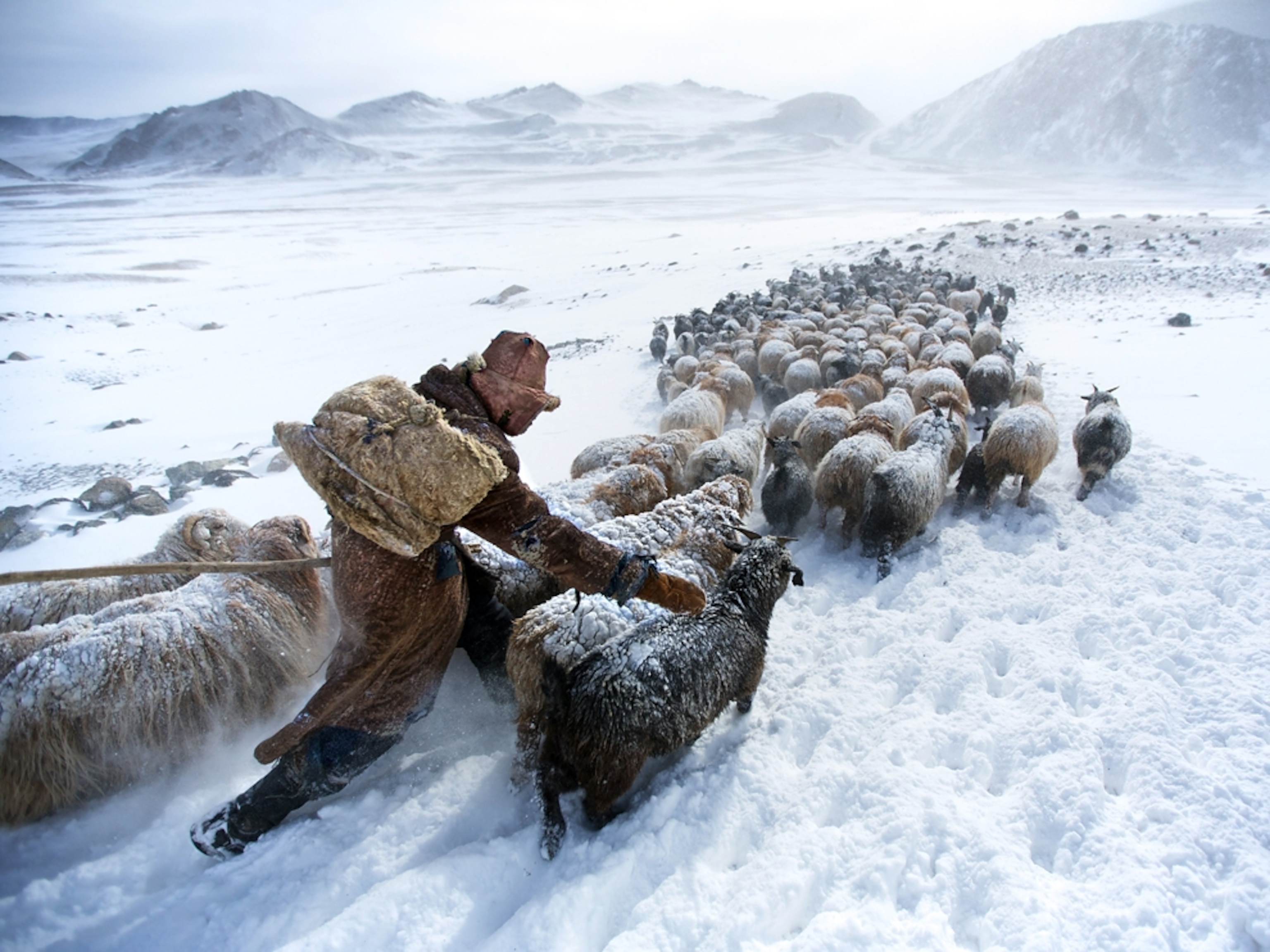 a herder in snow in the Altay Mountains, Mongolia