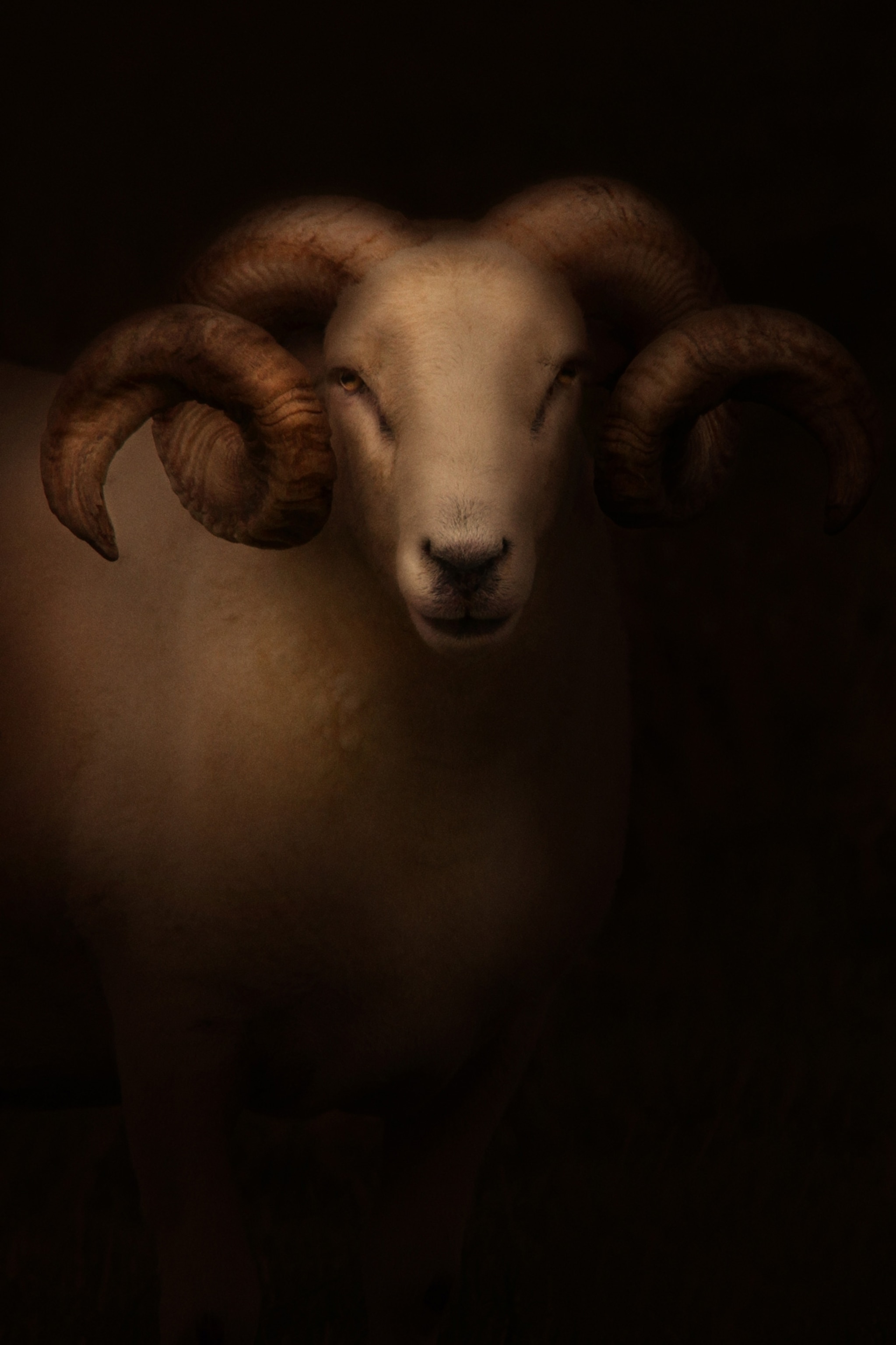 a Wildshire horn ram looking straight at the camera, with curled horns in dramatic light