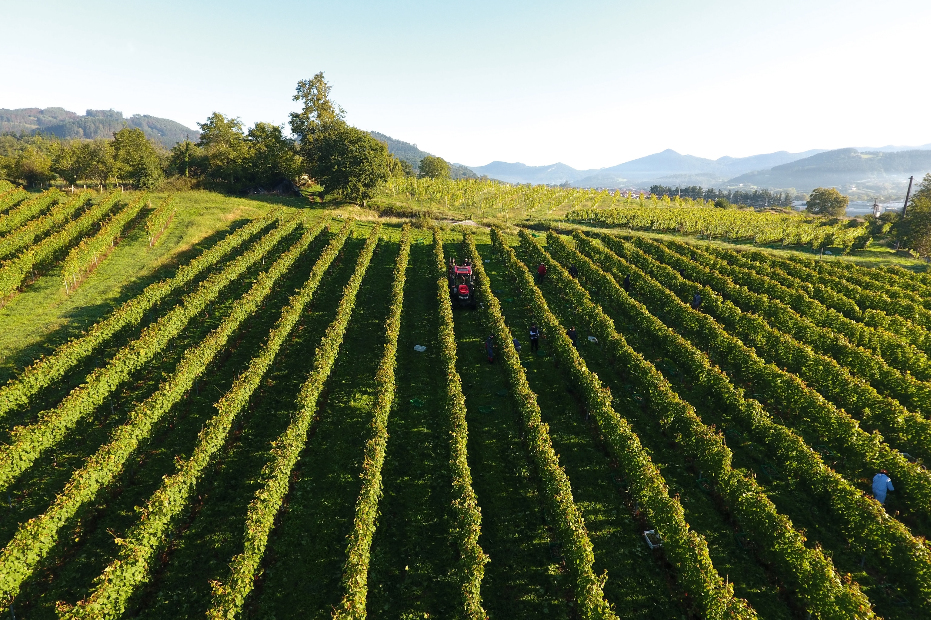Large grape farm