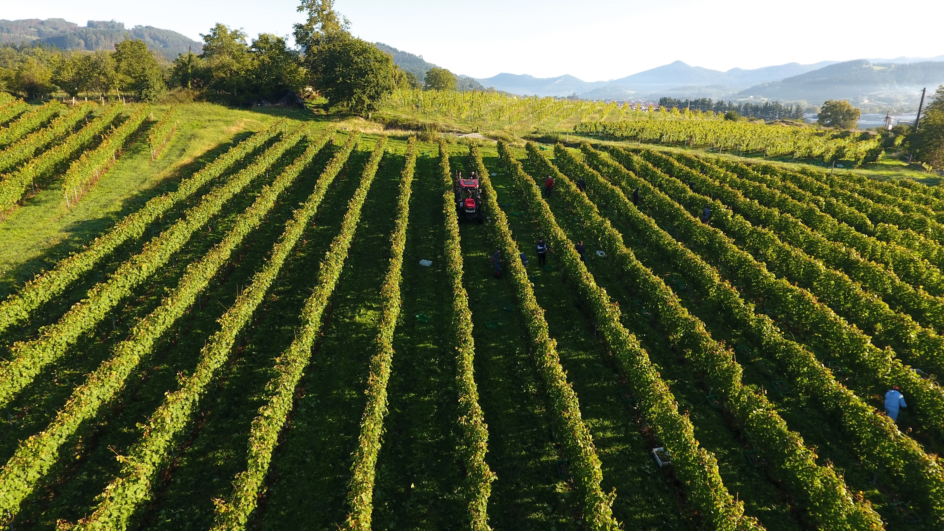 Want to Join a Wine Harvest? This Spanish Hotel Can Get You Amid the Vines
