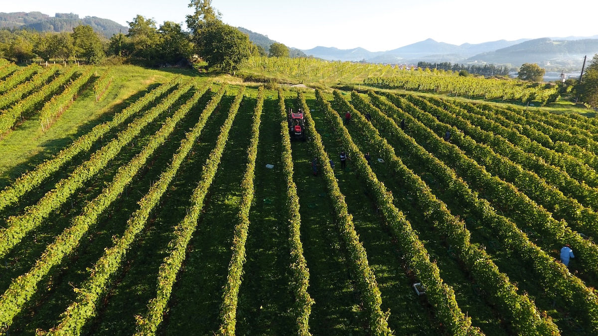 Want to Join a Wine Harvest? This Spanish Hotel Can Get You Amid the Vines