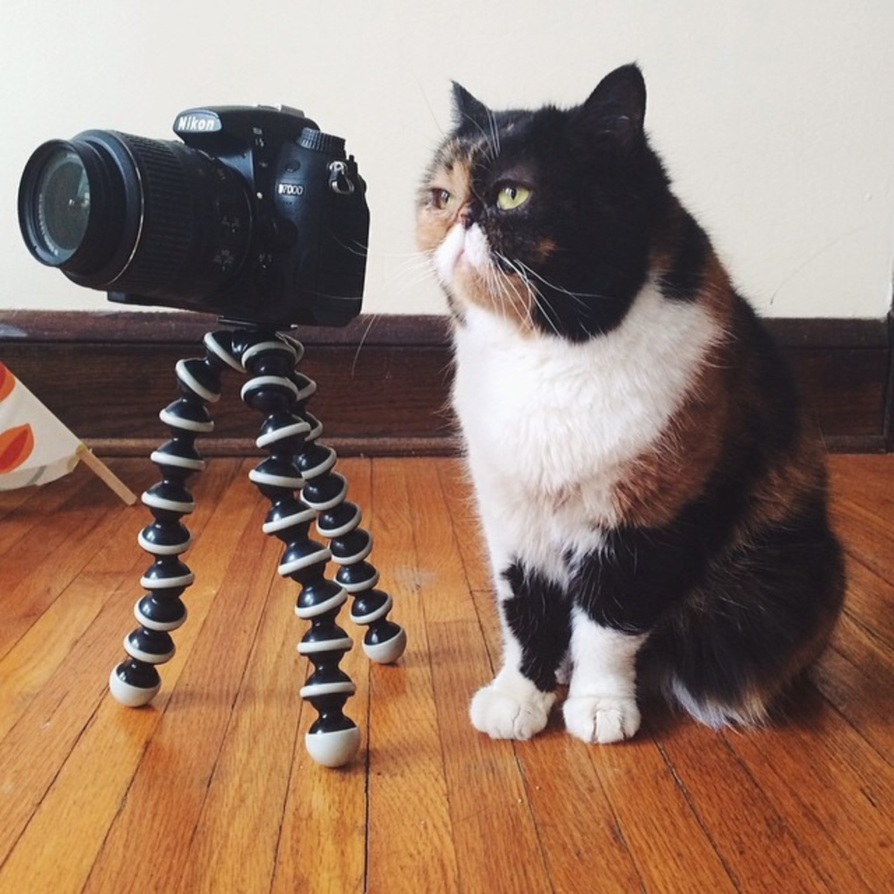 "I bought this little tripod to help get my camera down to Pudge's level, but when she walked up to it and sat next to it as if she was the photographer, I couldn't resist snapping a photo. The fact that she's looking off in the direction the camera's pointed is my favorite part of the photo."
