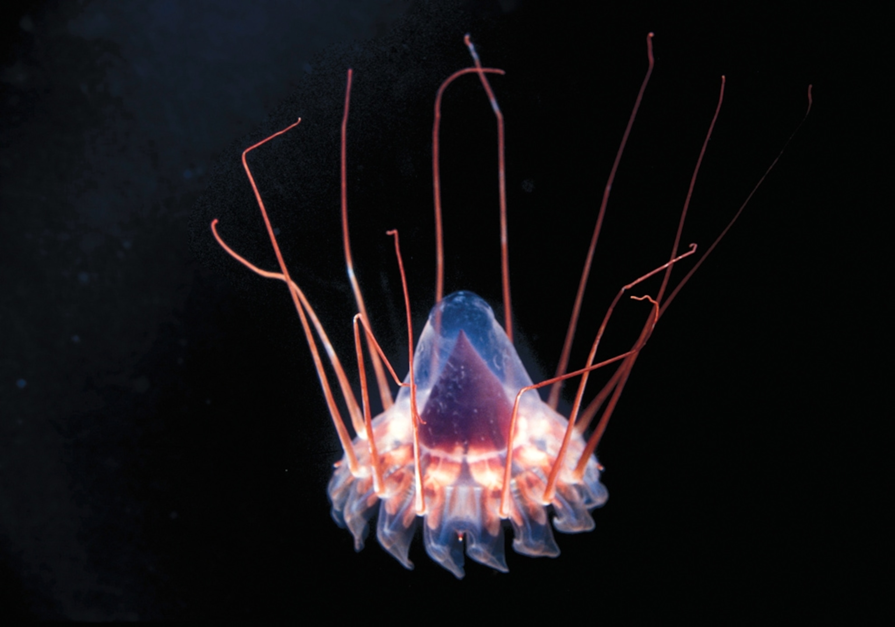 a periphilla jellyfish taken in the Coral Sea, off Australia