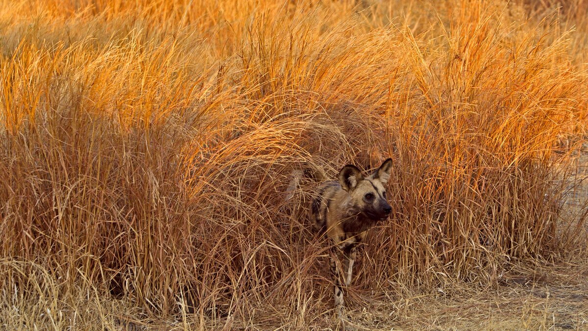 Will Zimbabwe Sell Off Its Rare ‘Painted Dogs’?