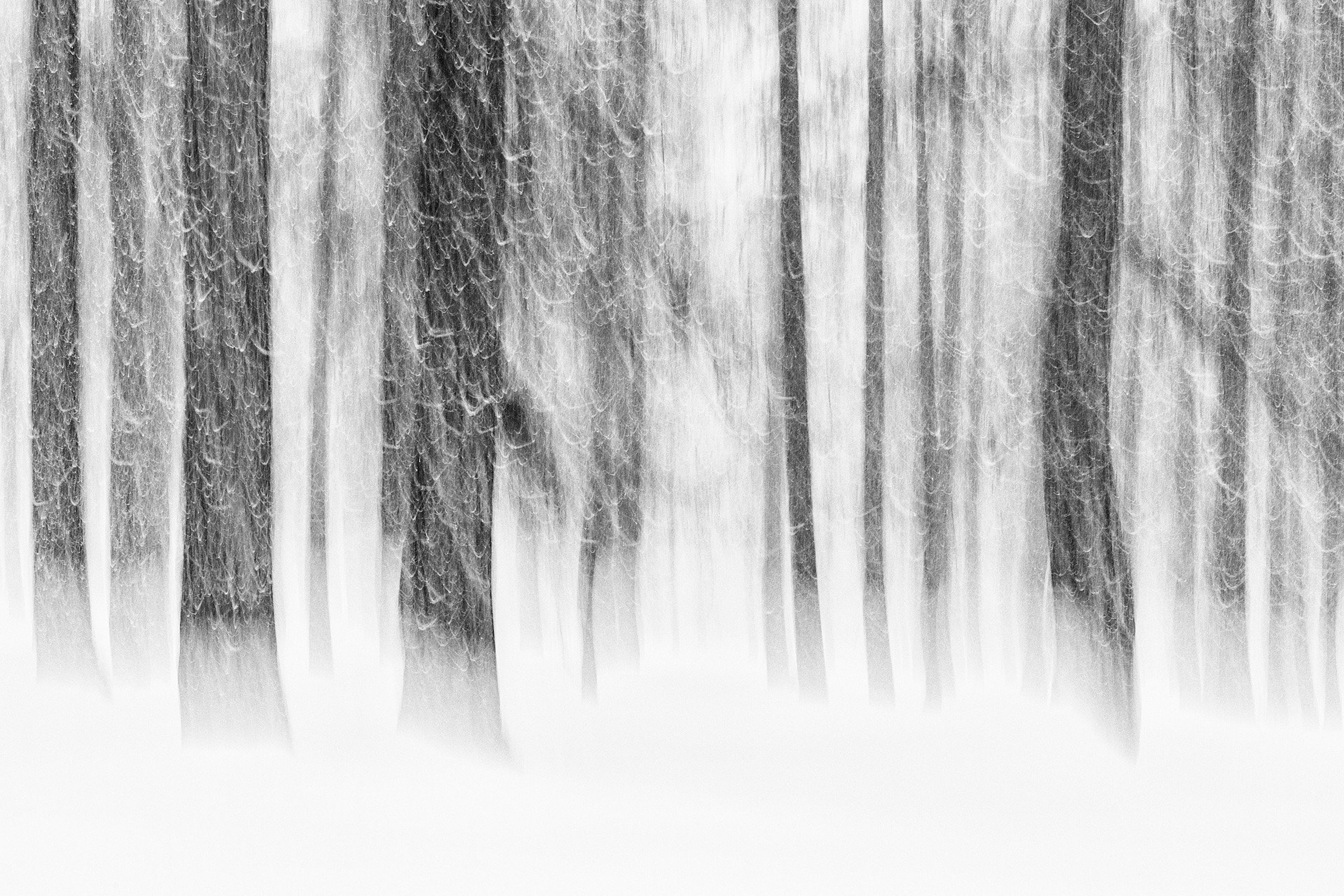 trees with snow taken by long exposure