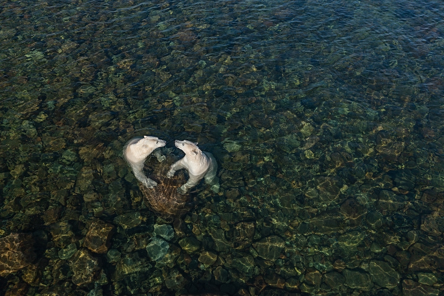 Picture of two bears playing in the intertidal.