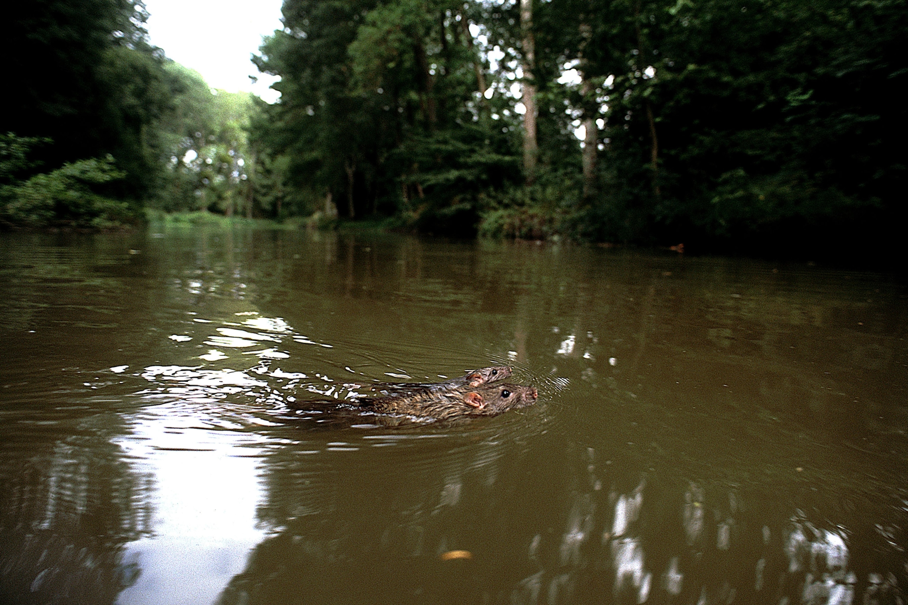 Yes, Rats Can Swim Up Your Toilet. And It Gets Worse Than That.