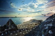 Bird Migration Bird Migration