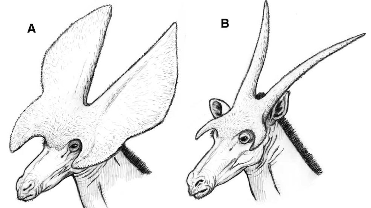 Представители копытных млекопитающих. Рога парнокопытных строение. Рога парнокопытных строение. Рога парнокопытных строение. Рога парнокопытных строение.