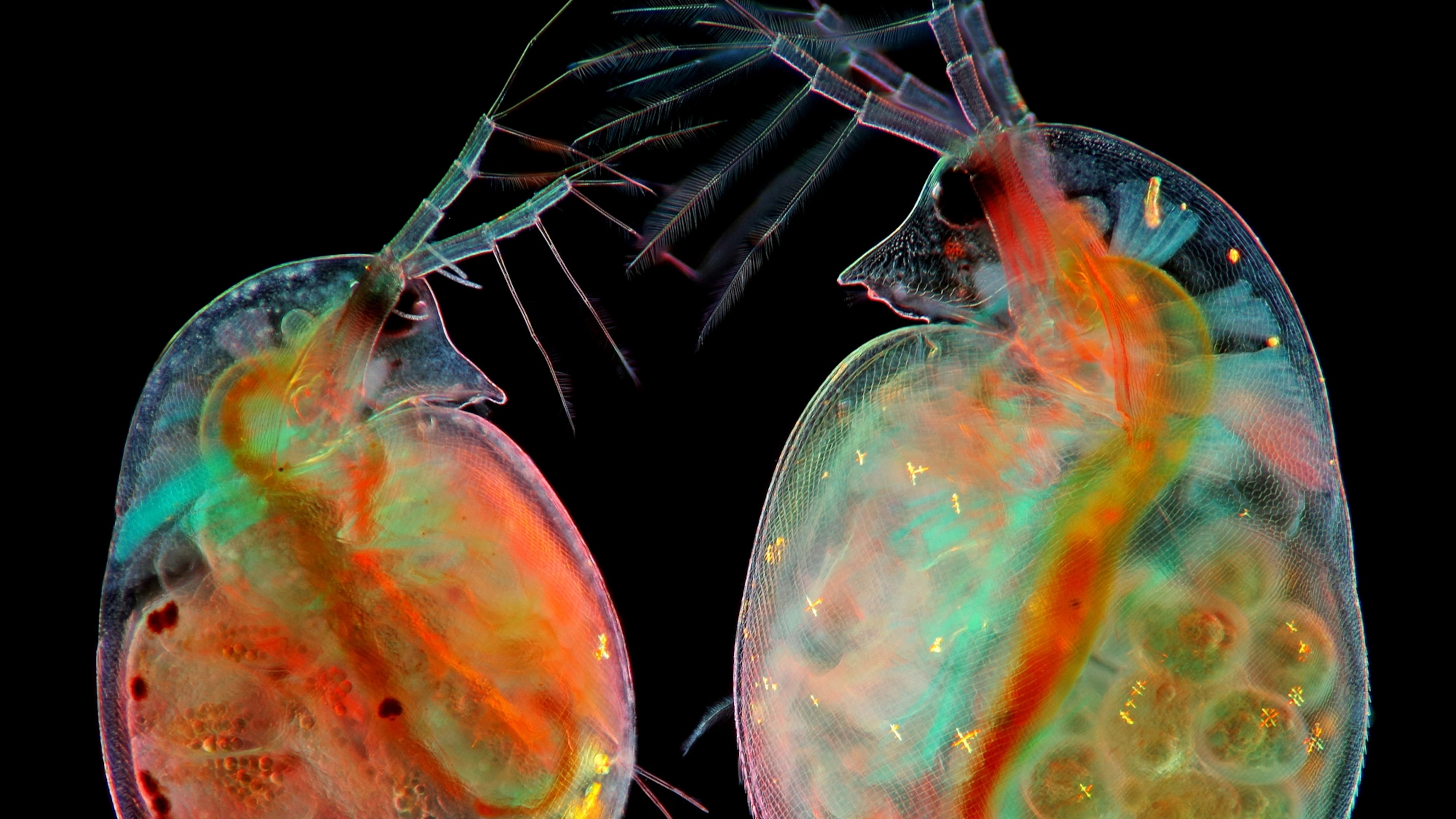 These stunning images show the world from under a microscope