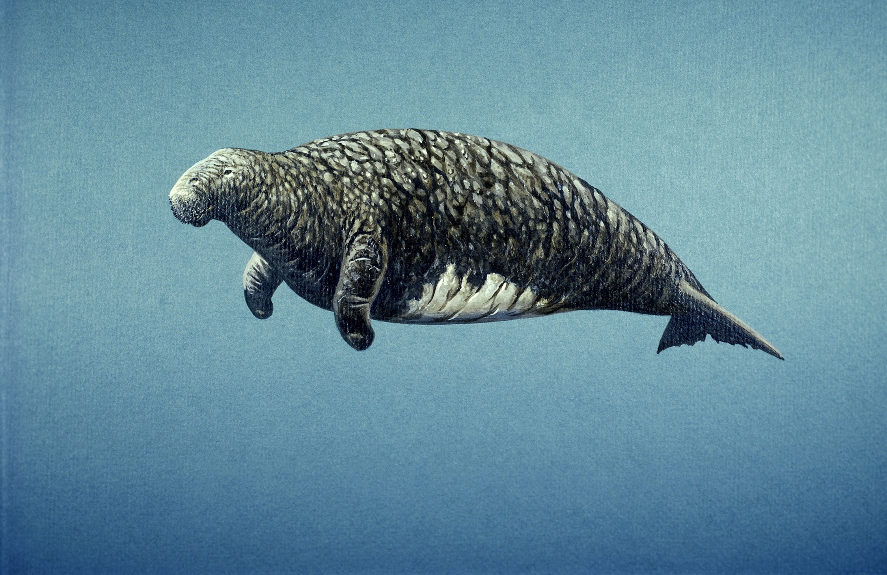 An illustration of a round shaped animal.