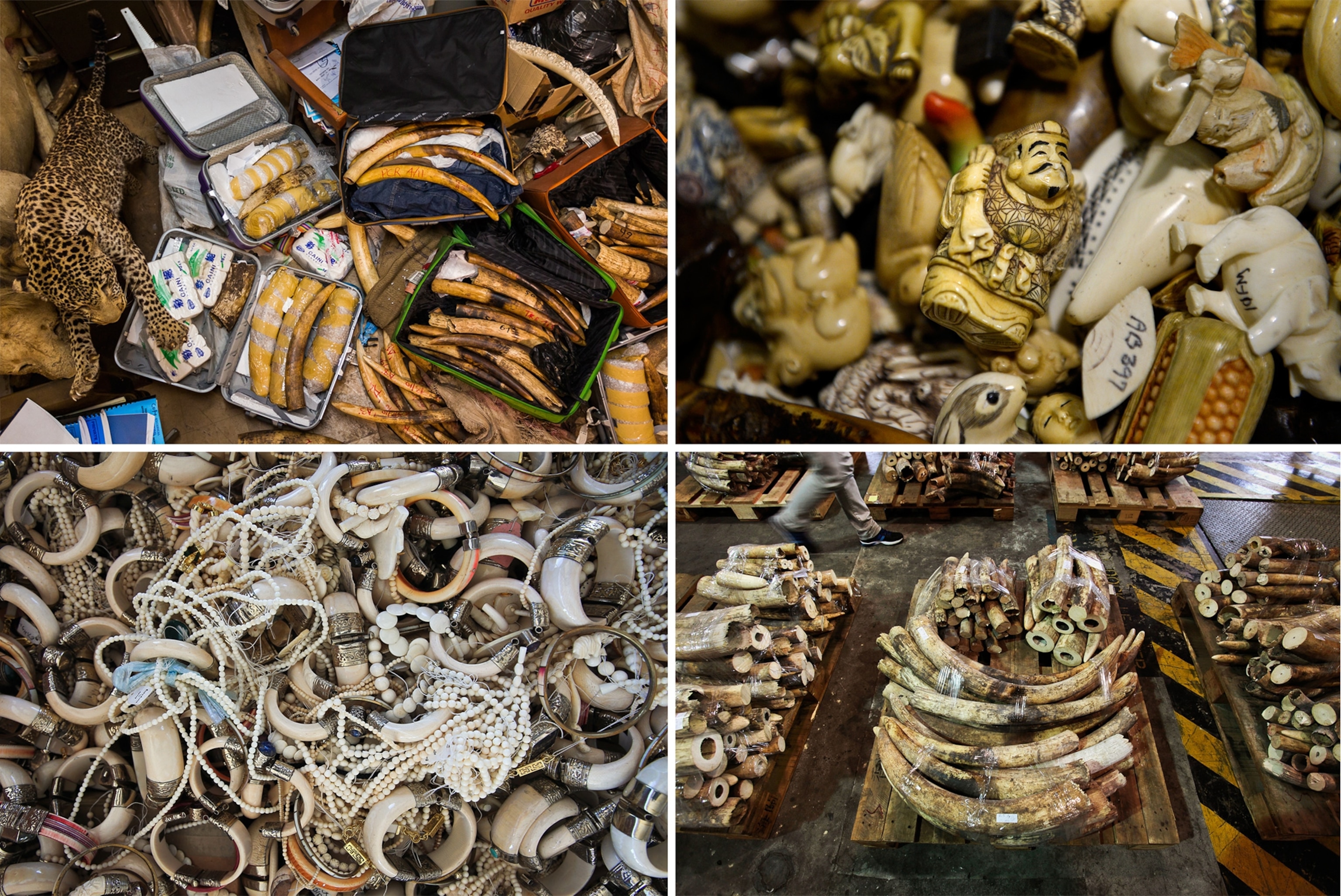 Kenyan Wildlife Ranger Charles Chepkowny posing with an elephant tusk in the Tsavo East national park, Kenya.