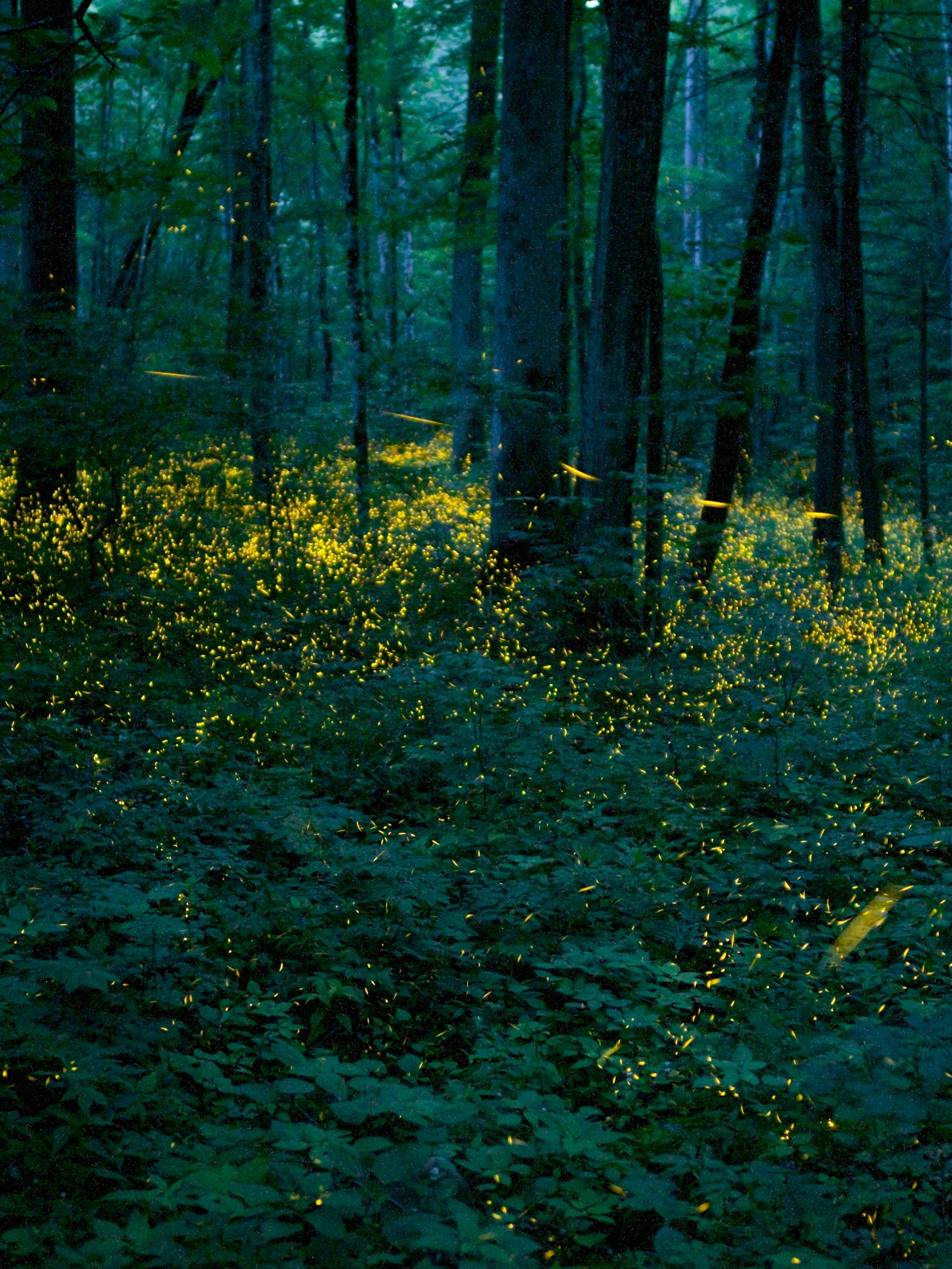 See Fireflies Magically Light Up This National Park