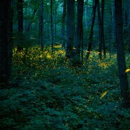 Our First Copulate In The Forest Telegraph