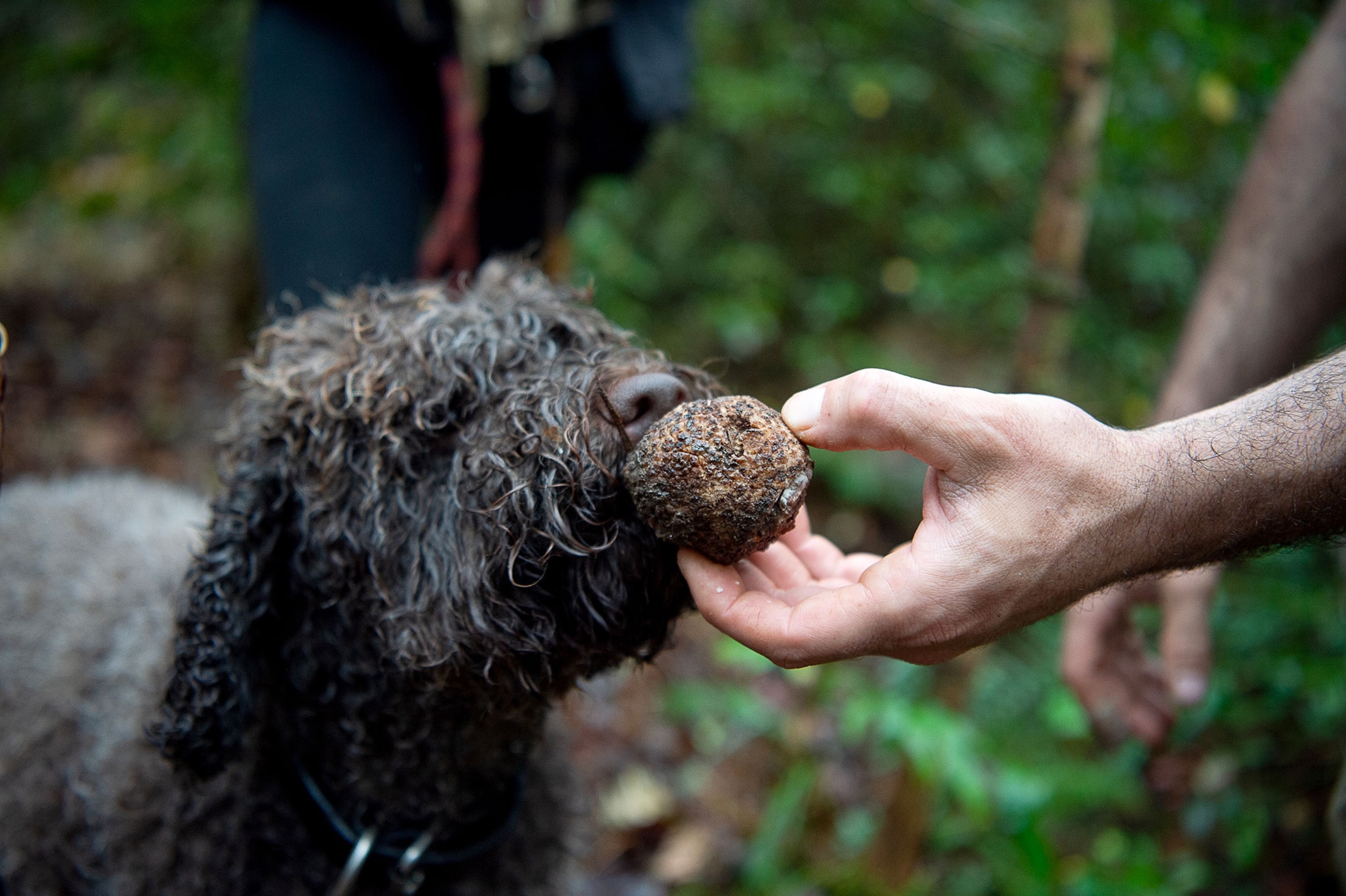 A dog smells a tuffle.