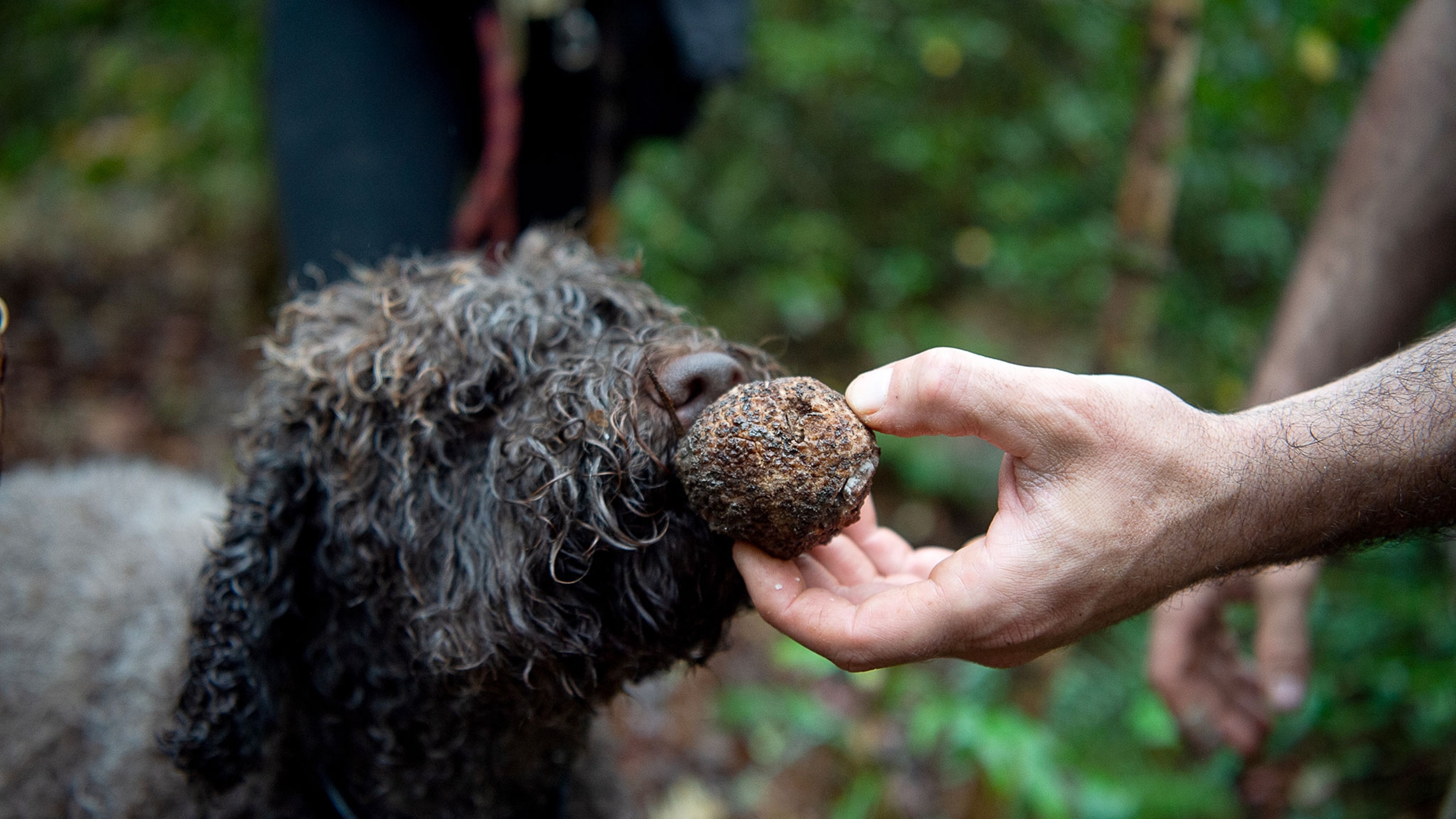 The truffle-hunting dogs sniffing out new species in the name of science