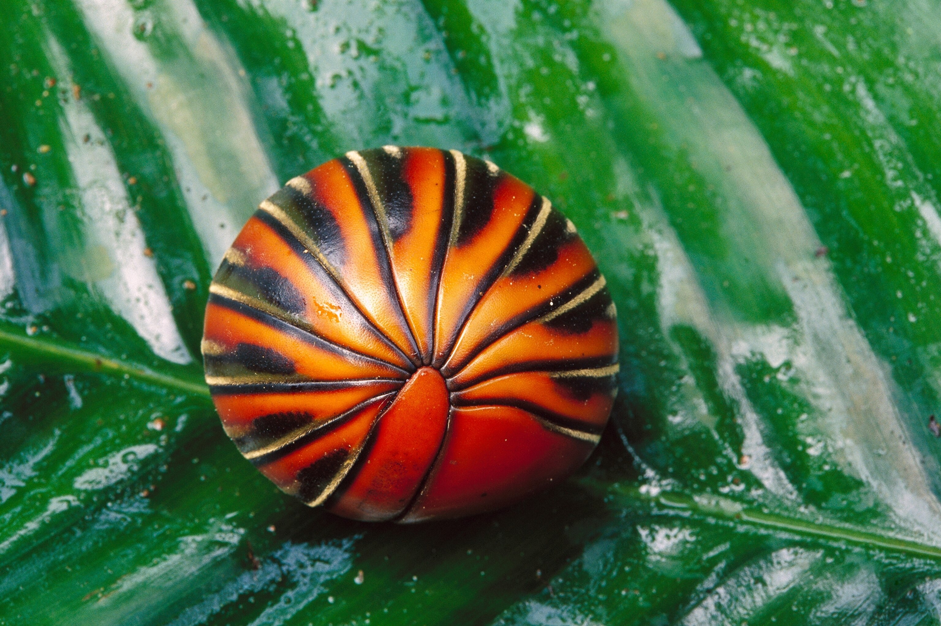 The Venomous Beauty:  Understanding The Orange And Black Millipede - lt3v2eq