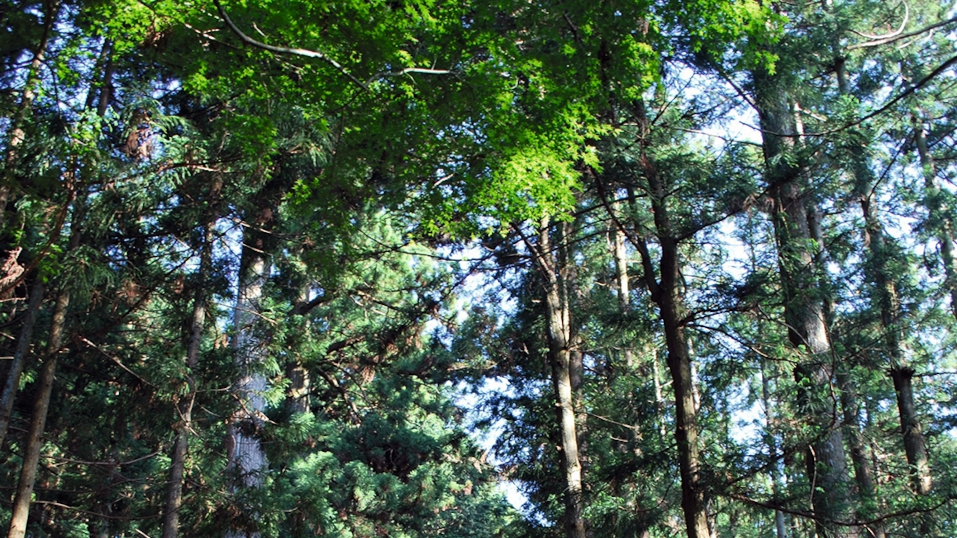 Japan's Kii Peninsula is the ultimate place to try forest bathing—here's why