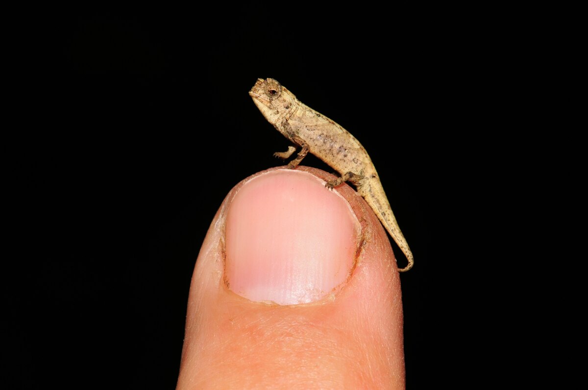 New chameleon species may be world's smallest reptile - Vimarsana News