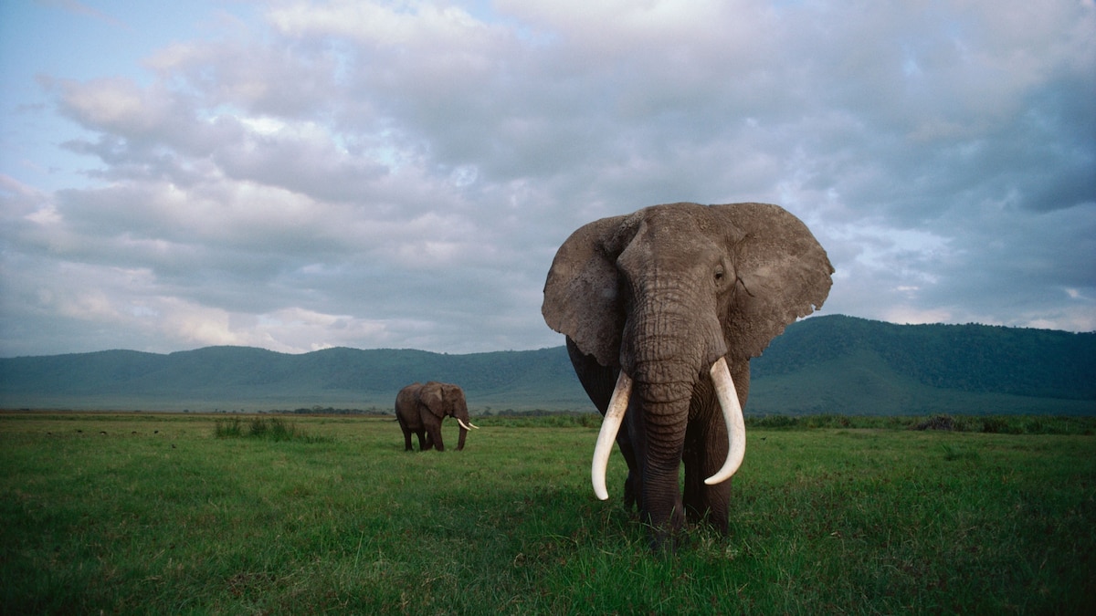 Why Killing A Bull Elephant With Big Tusks Hurts The Herd