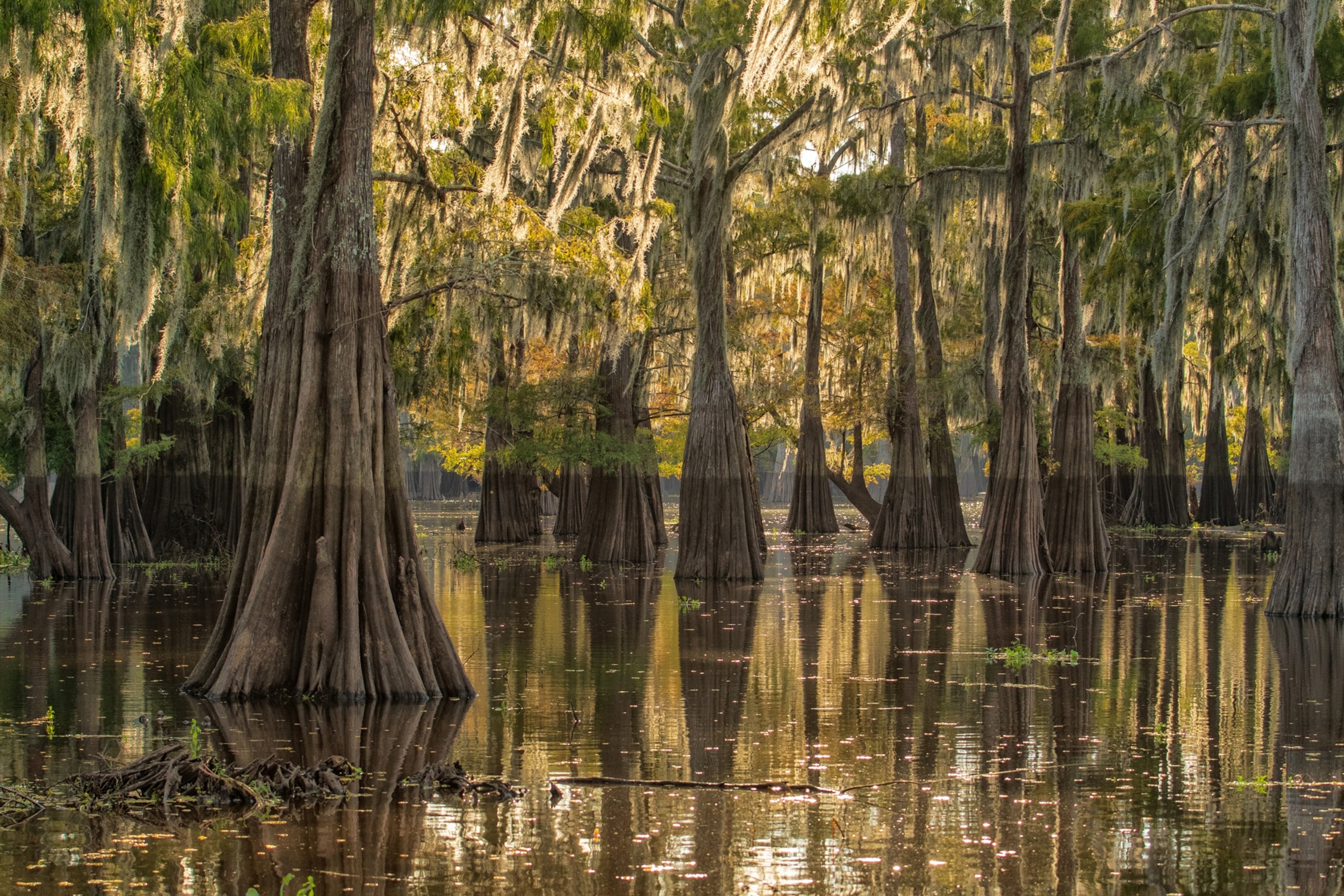 USA, South, Louisiana, Atchafalaya basin, Bald Cypress swamp