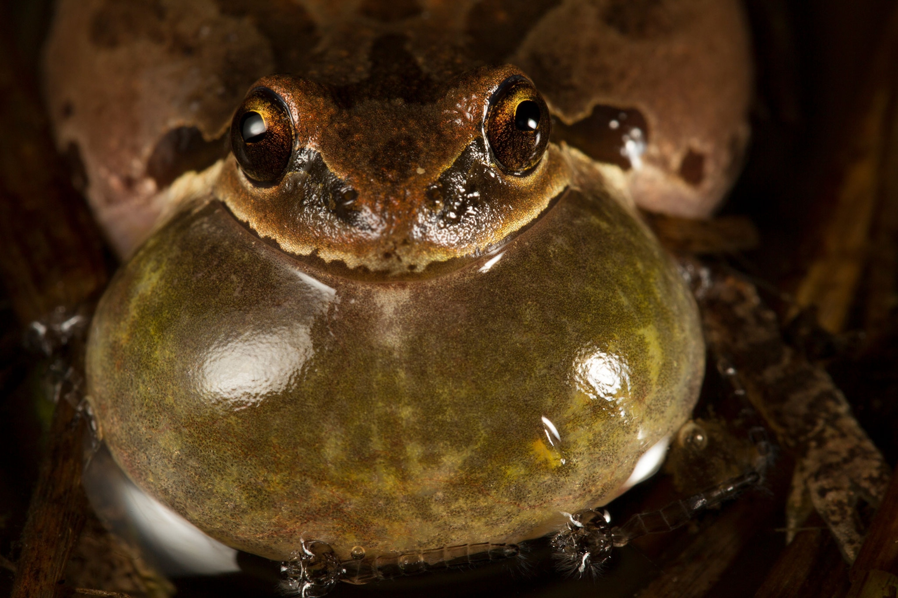 A frog sac is inflated.