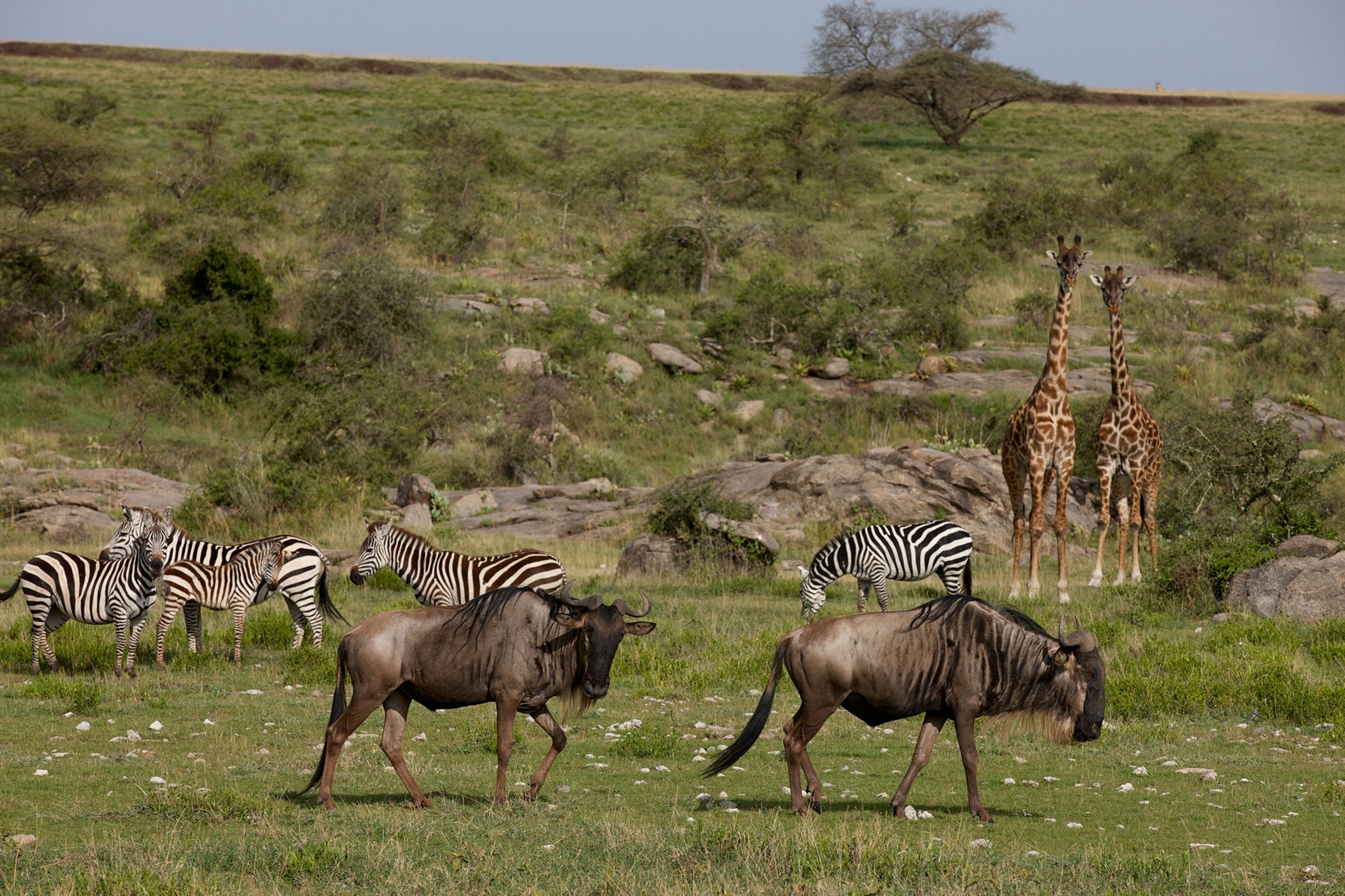 Two wildebeests walk in front of a herd of zebra, with two giraffes in the background