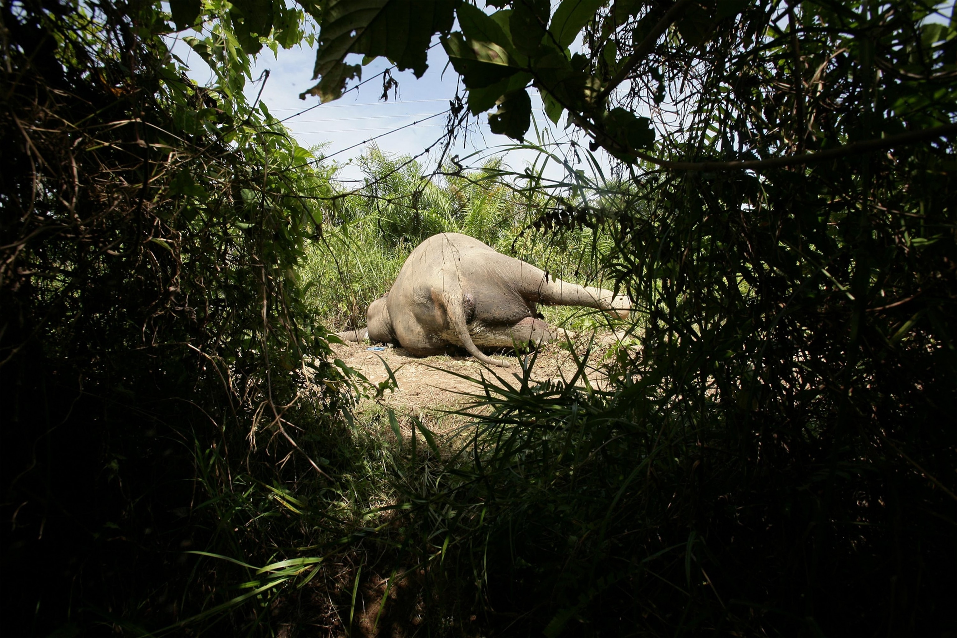 Elephant picture: dead animal in Indonesia's Aceh Province in one of the best pictures of May 2012