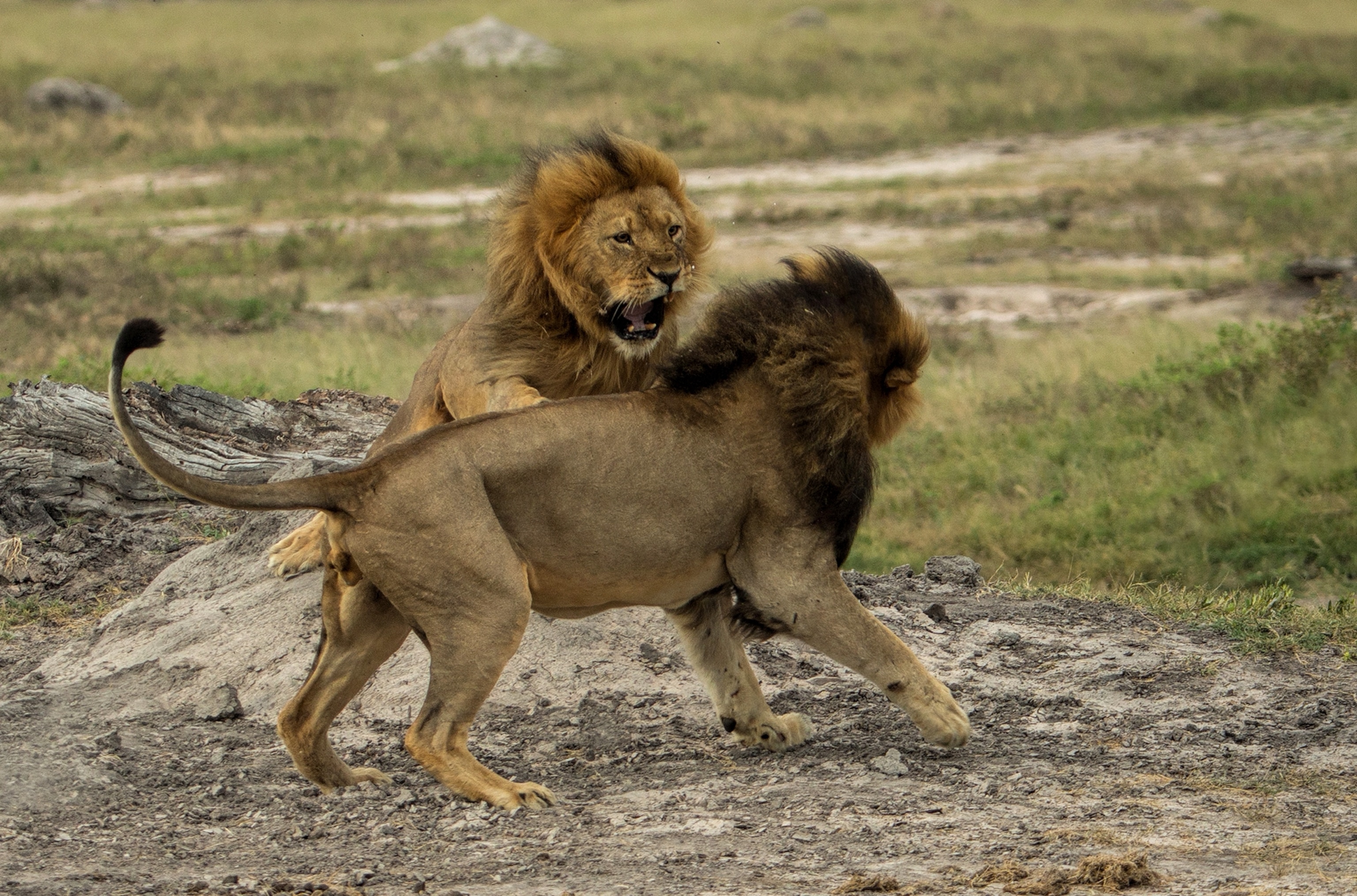 Jericho the lion (left, back)