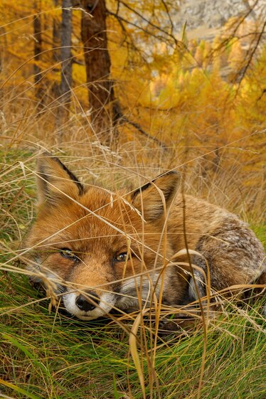The Yearning Fox Lies In Wait Can you spot these hidden animals?