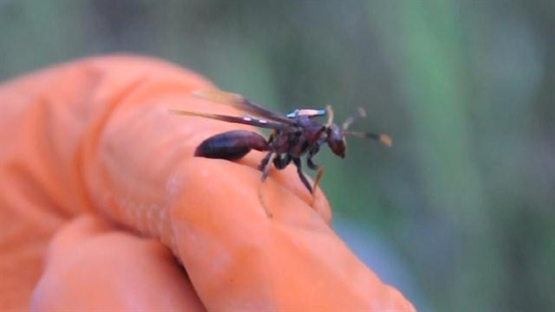 Paper Wasps Get Tiny Backpacks for Study on Animal Altruism | National  Geographic
