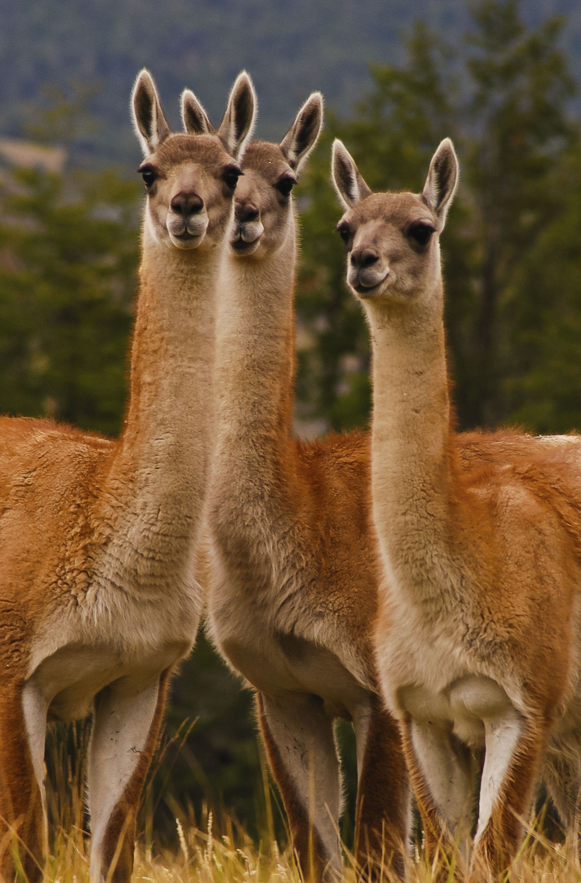 guanacos — red llama-like creatures