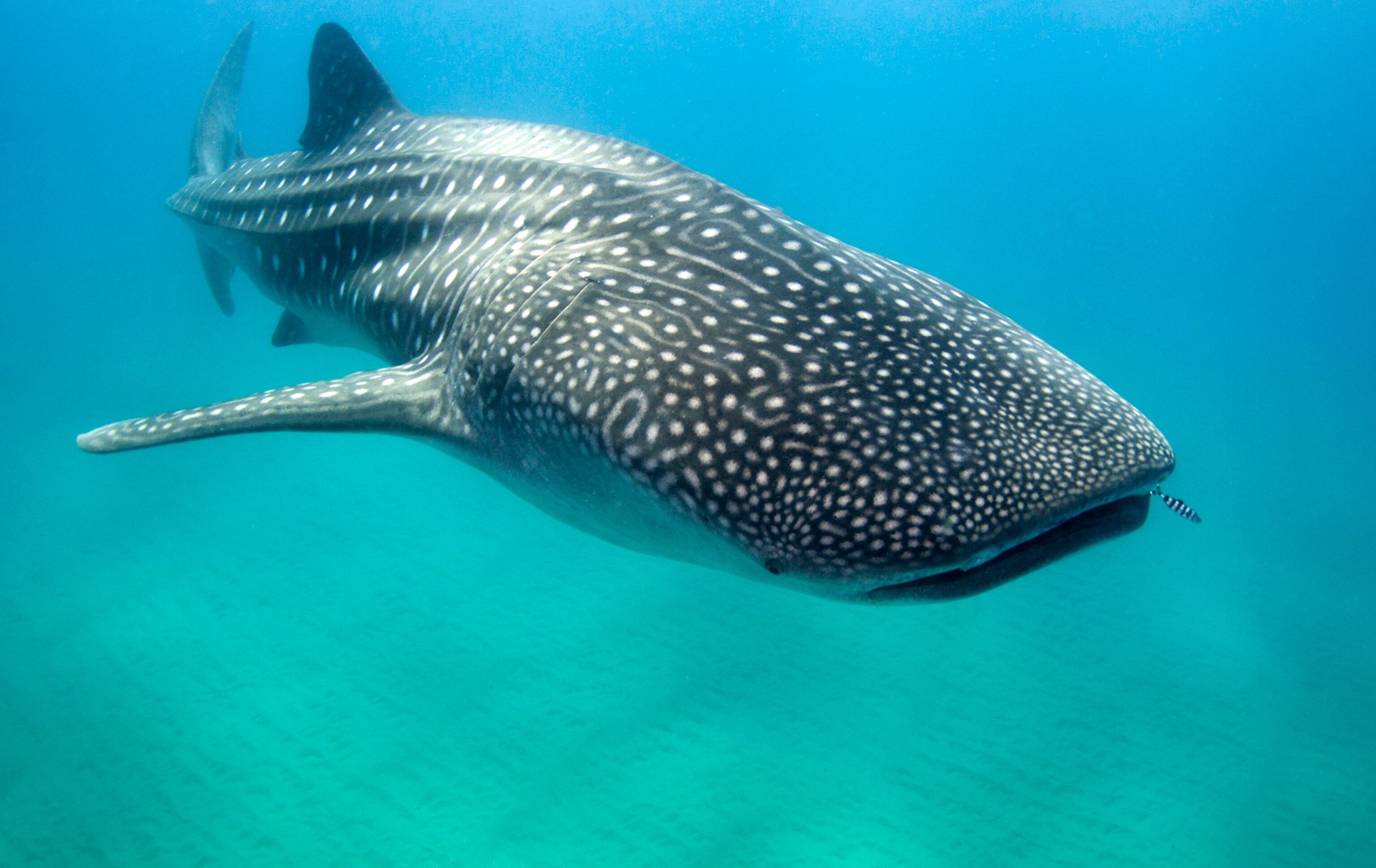whale shark in Mozambique