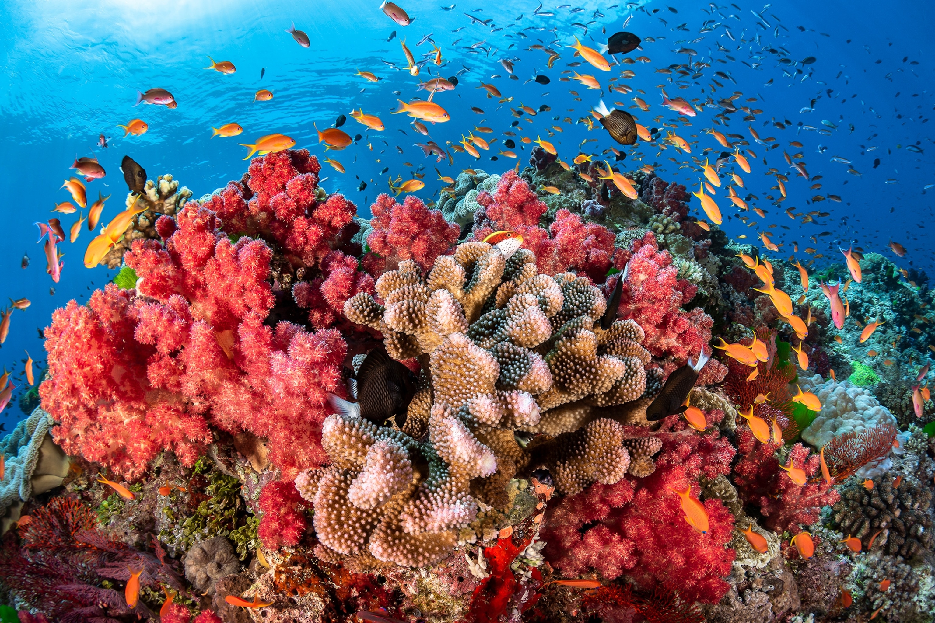 Colorful coral reefscape with its reef fish.