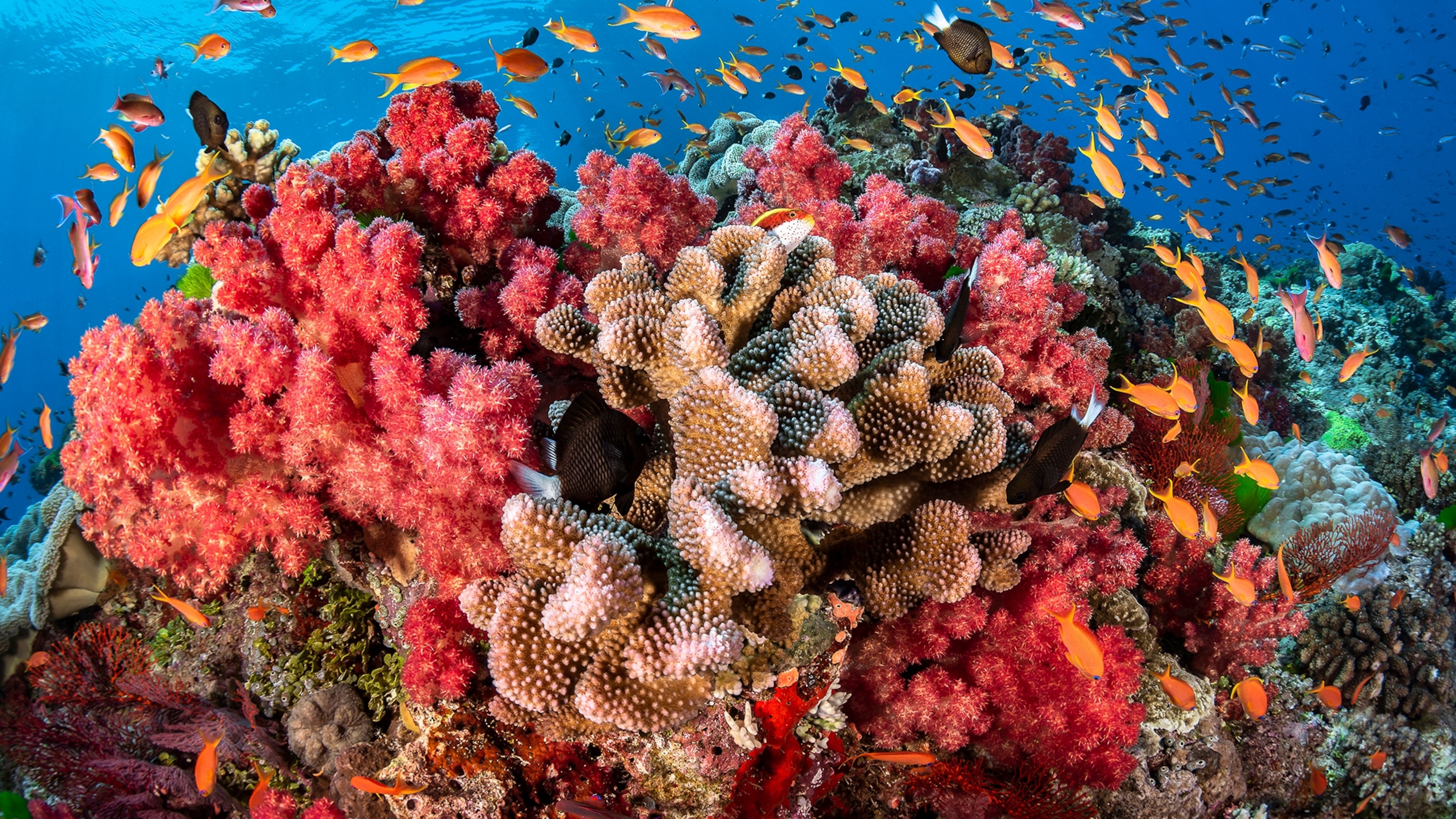 How Fiji has become a sustainable island paradise in the South Pacific