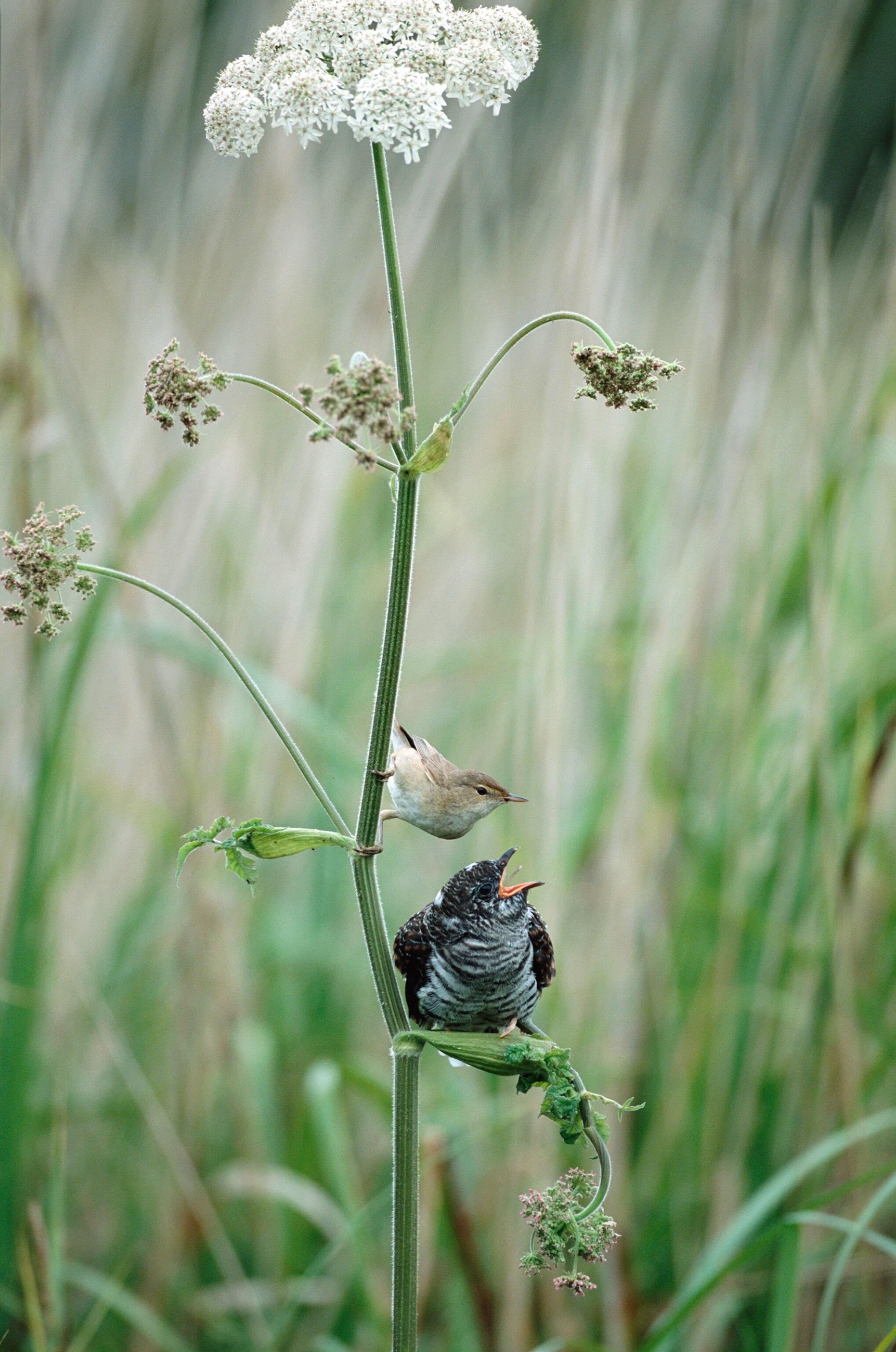 A young bird with open beak sitting on a tall plant stem, waiting to be fed by a smaller adult bird. The background is lush, green grass