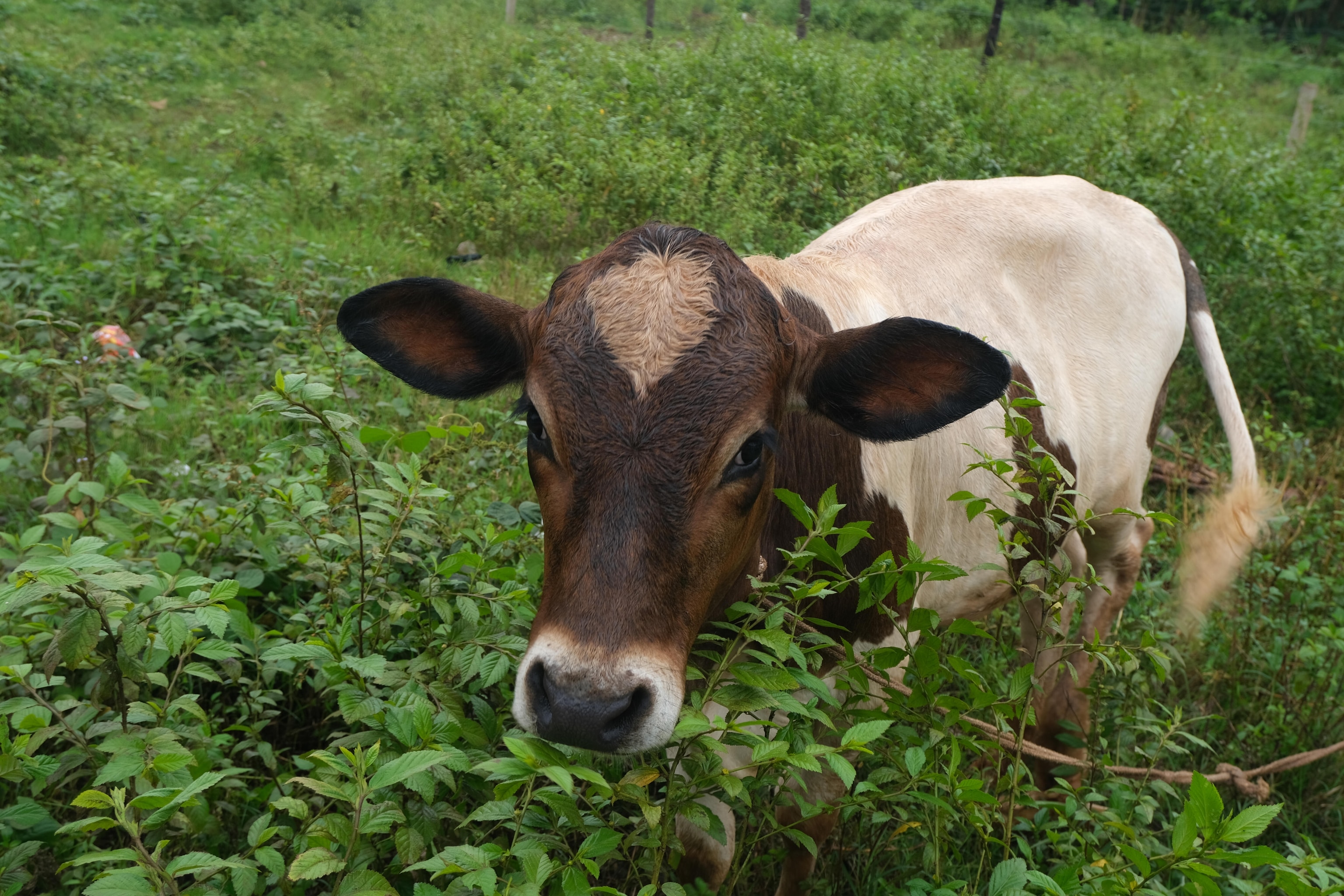 A calf grazes in a field in the village of Buso on April 6, 2025, photographed by student Charity Katooko. The Uganda Photo Camp, held in Bamunanika from April 5-9, 2025, is part of a larger initiative exploring the interconnected themes of access, equality, and stewardship of freshwater resources across East Africa. During this engaging experience, students worked alongside National Geographic explorers and Photo Camp staff, developing photography and writing skills while building meaningful connections within their communities and peers.