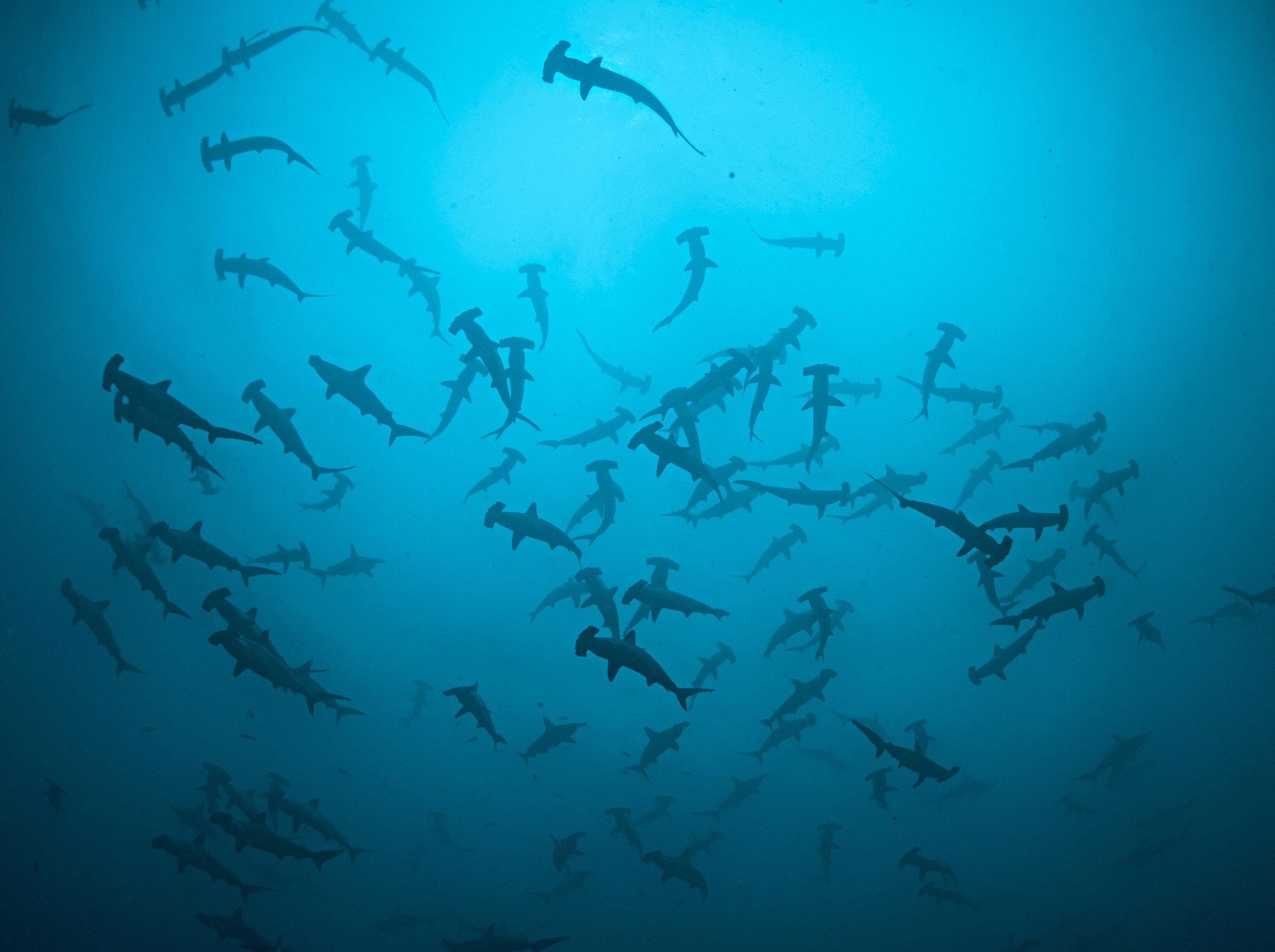 A large group of hammerhead sharks swim in blue waters