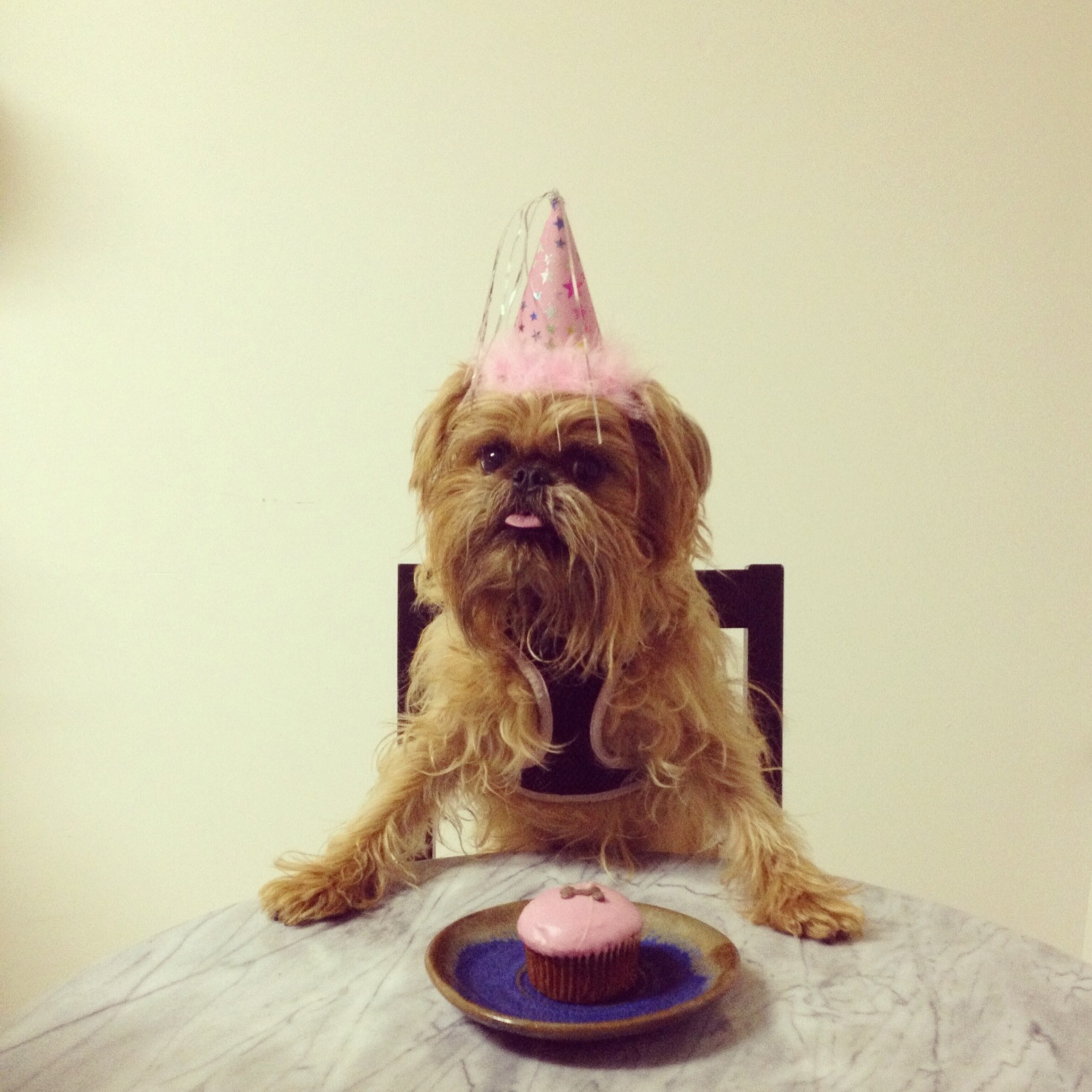 a dog with a party hat on sitting at a table with a cupcake in front of her